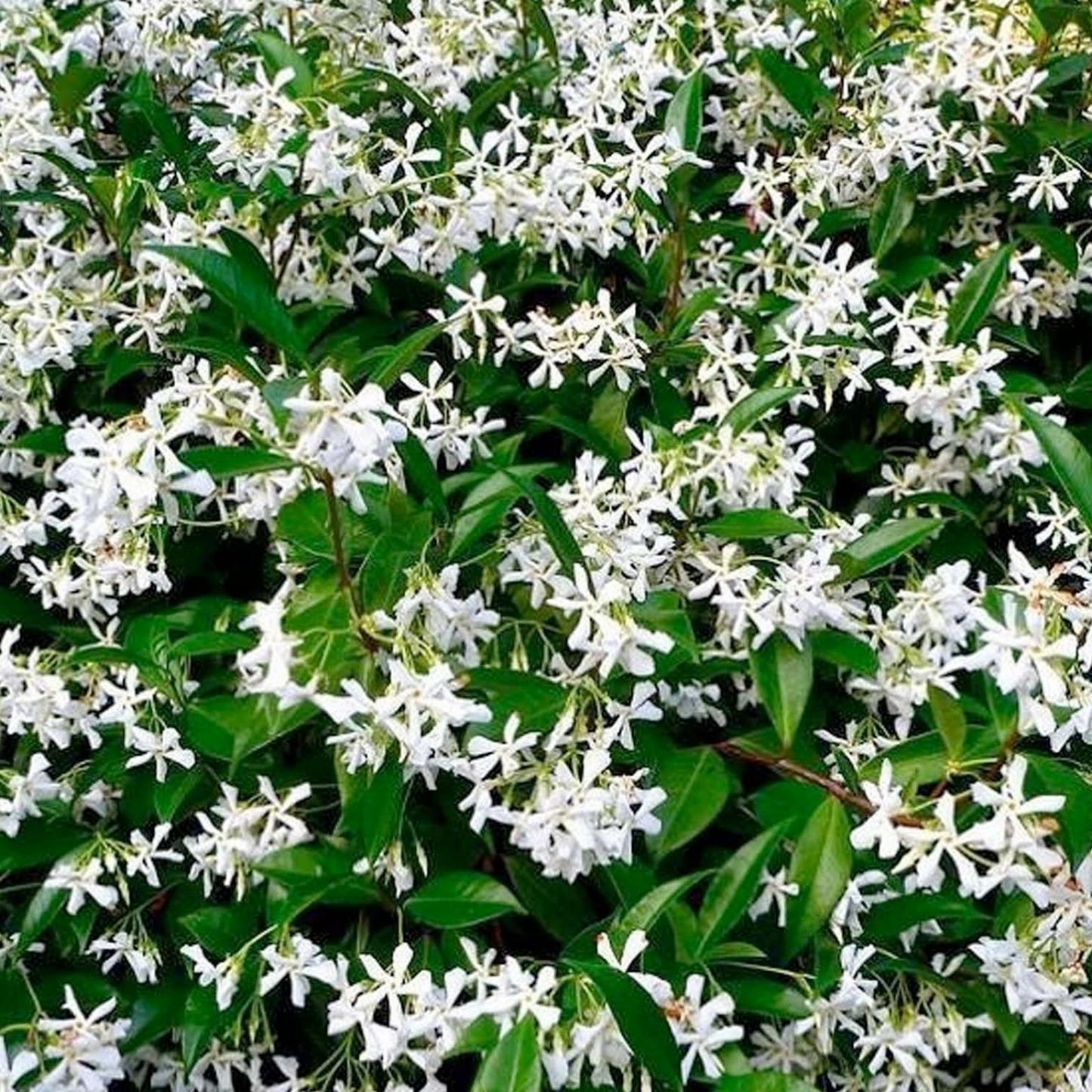 Star Jasmine Cuttings - 6" Live Evergreen Climbing Shrub with White Flowers - Trachelospermum jasminoides