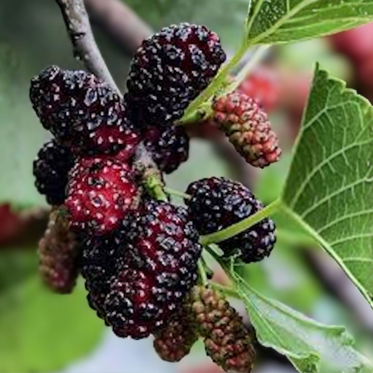 Dwarf Mulberry Tree Starter Plants - 10 Bare Root Everbearing - Morus nigra - Edible Fruit, Cold-Hardy, Self-Pollinating
