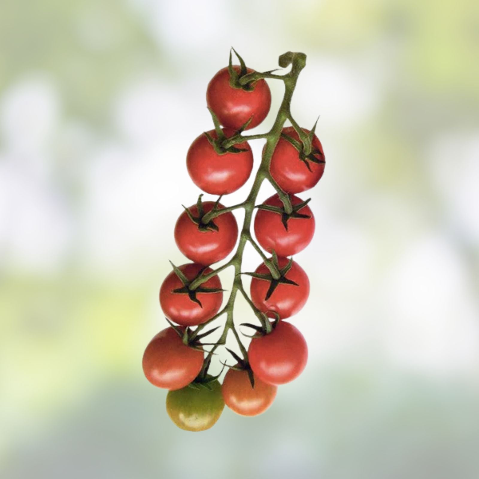 Cherry Tomato Seeds - Sweet Flavor Heirloom Variety - Solanum lycopersicum - Organic, Non-GMO, Garden Planting Seeds