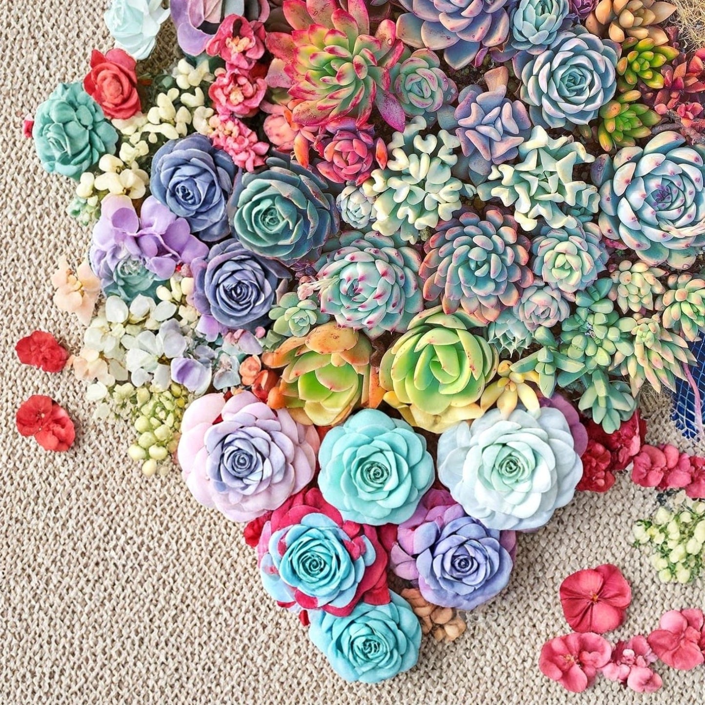 15 Live Succulent Cuttings, Assorted Varieties, 1-4 inches, Indoor and Outdoor Garden Plants, Easy Care Succulents