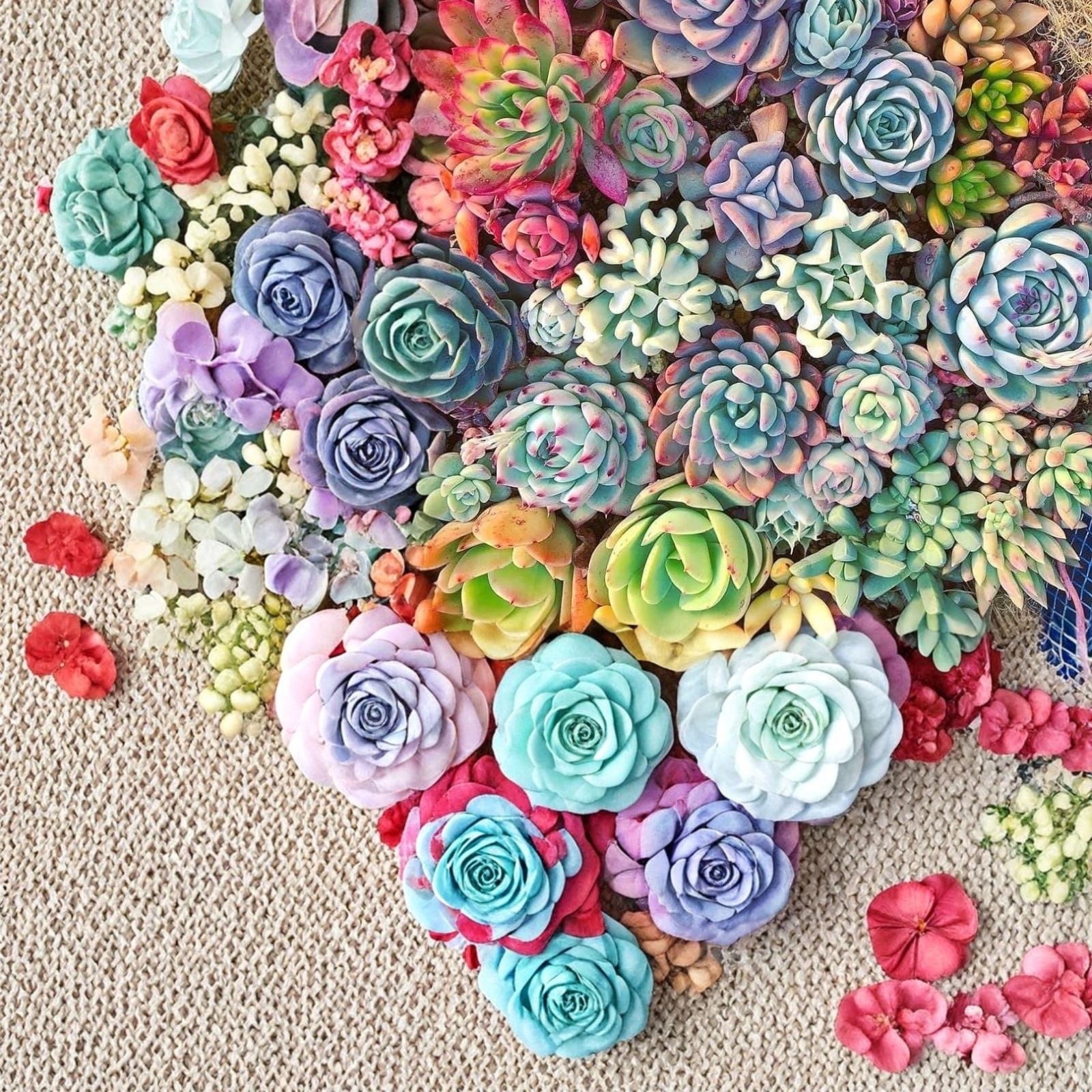 15 Live Succulent Cuttings, Assorted Varieties, 1-4 inches, Indoor and Outdoor Garden Plants, Easy Care Succulents