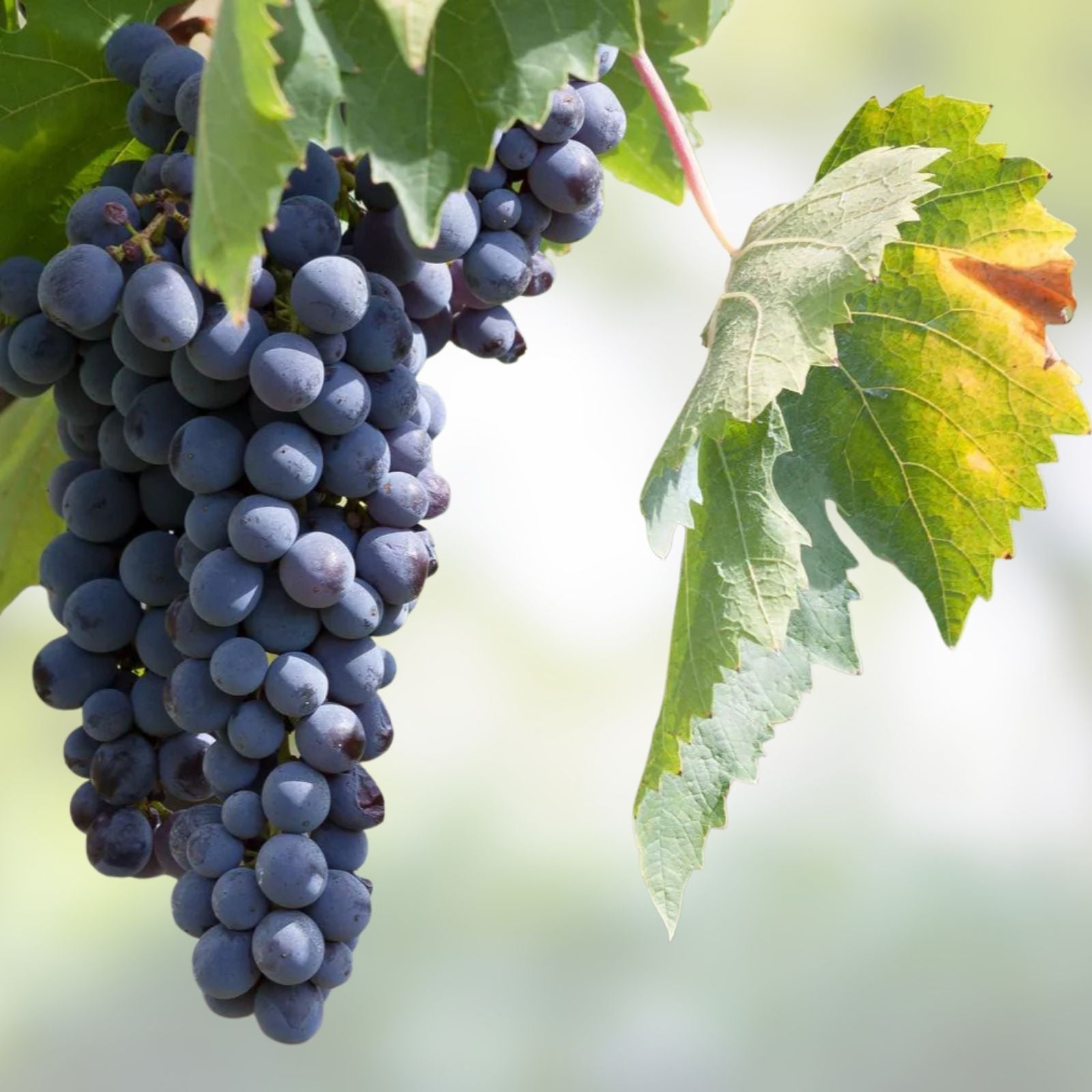 Thompson Grape Vine Cuttings, Green Seedless Table Grapes, Ideal for Raisin Making, Vitis vinifera