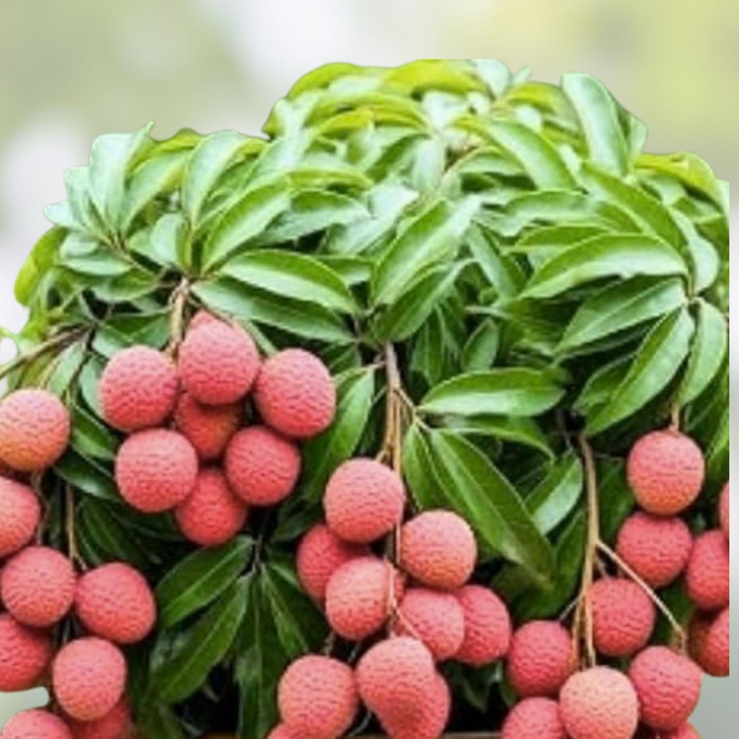 Live Lychee Fruit Tree | Litchi Chinensis | Tropical Edible Plant for Indoor & Outdoor Growing