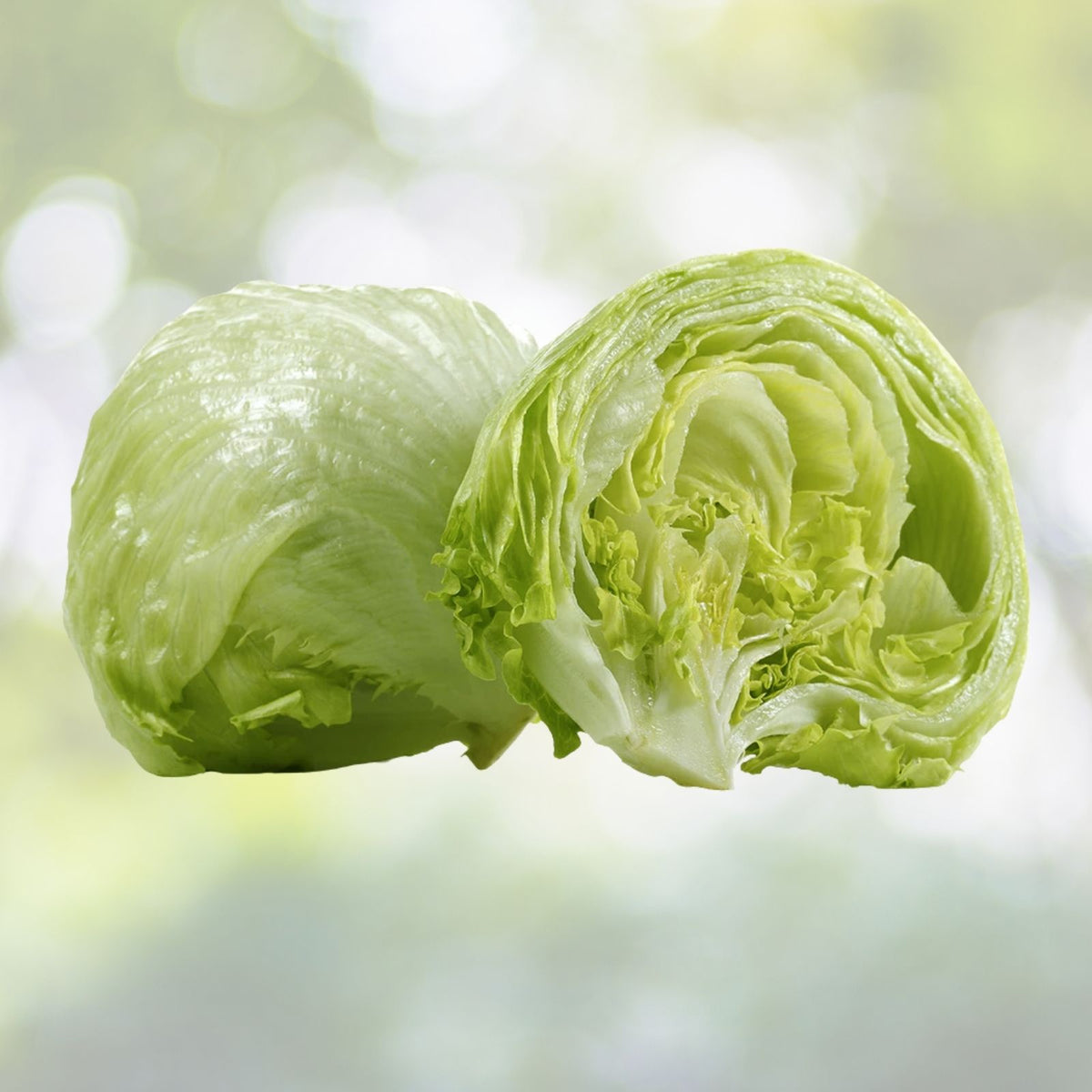 Crisphead Lettuce Seeds | NON-GMO Heirloom | Great Lakes Variety | Vegetable Seeds for Home Garden