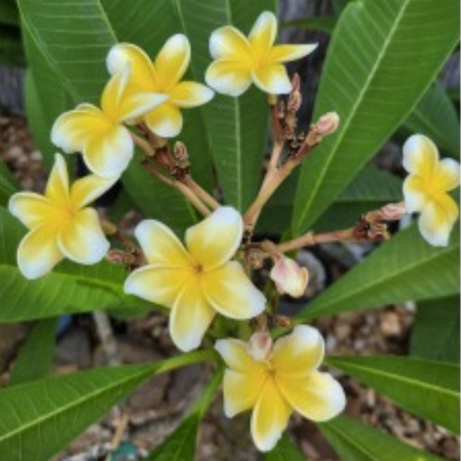 Plumeria Cutting with 2 Grow Tips, Whirlwind Variety, Fresh Propagation, Plumeria rubra
