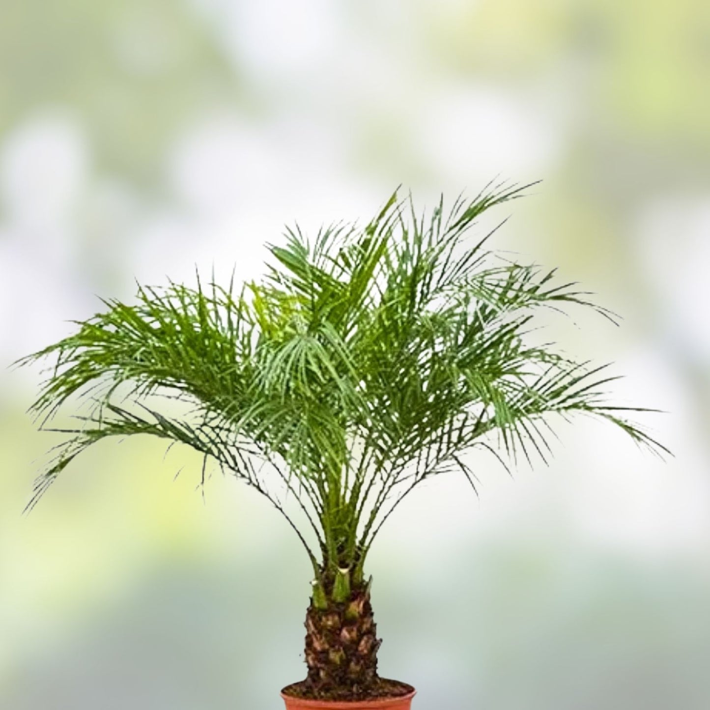 7" Potted Medjool Date Palm Tree, Phoenix Dactylifera, Live Indoor/Outdoor Plant, Durable Garden Decor