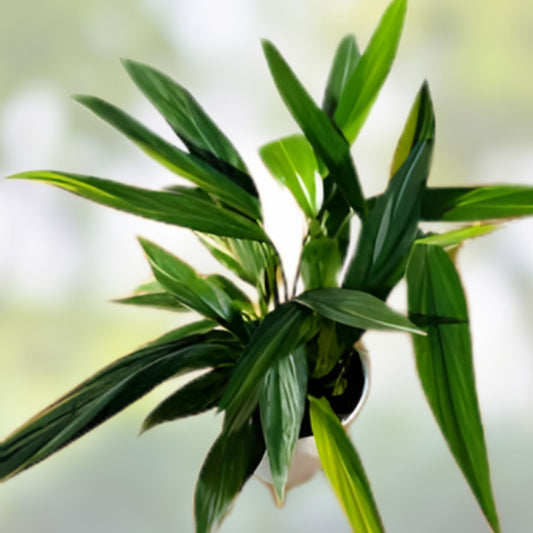 Epipremnum Amplissimum Cutting - Rare Indoor Green Houseplant for Propagation - Live Plant, Green Foliage, Houseplant, Pothos Alternative