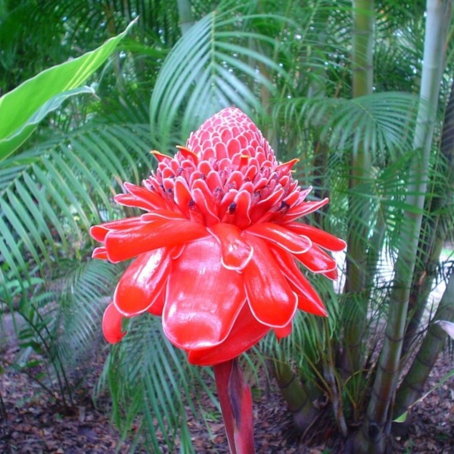 Torch Ginger Seeds - Pink Etlingera Elatior - Exotic Flowering Plant for Gardens - 10 Seeds