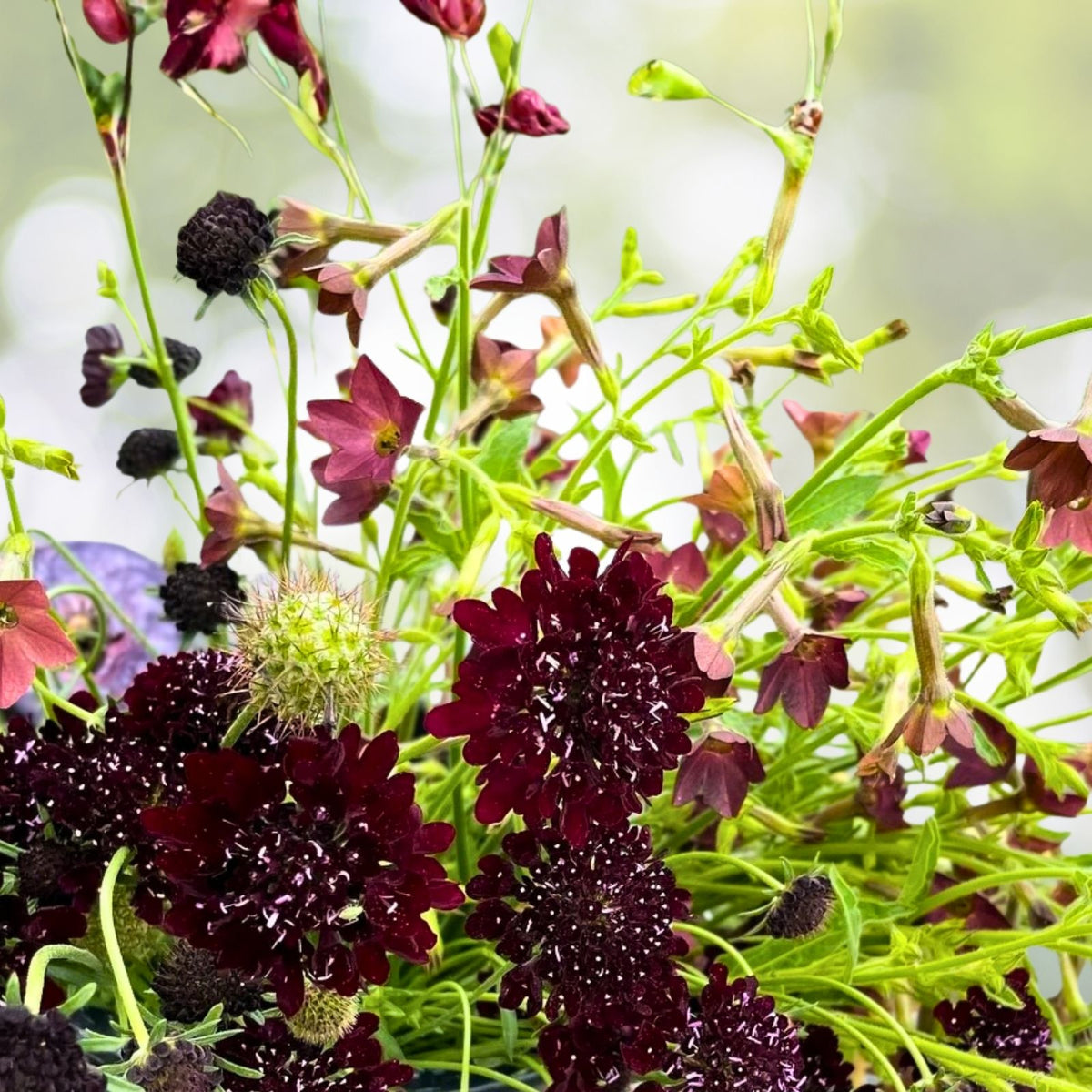 Burgundy Black Queen Scabiosa Seeds 75+ Annual Flower Seeds Unique Scabiosa Flower Scabiosa atropurpurea