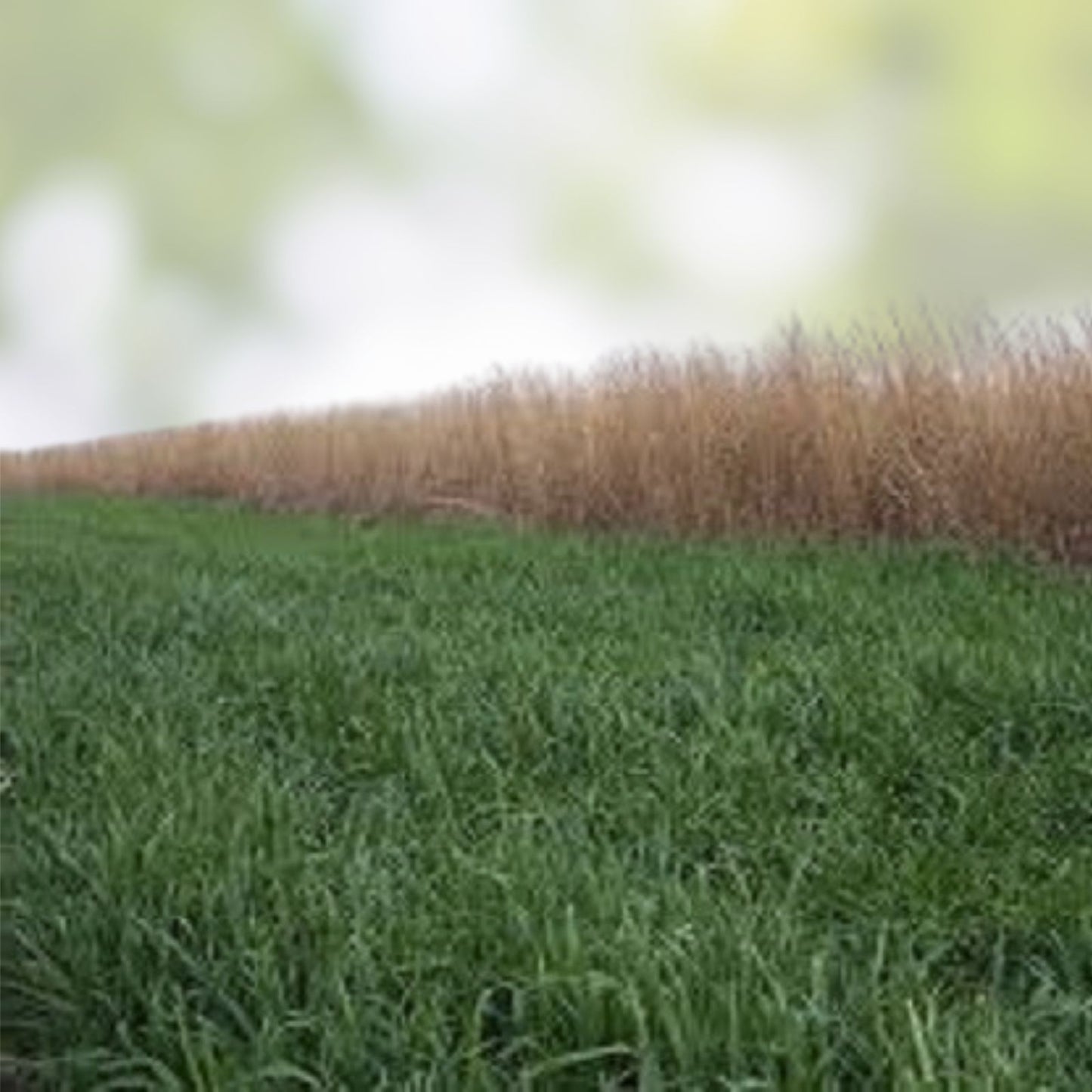 Wheat Cover Crop Seeds 2 Lb Non-GMO Winter Wheat for Food Plot Deer Turkey Triticum aestivum