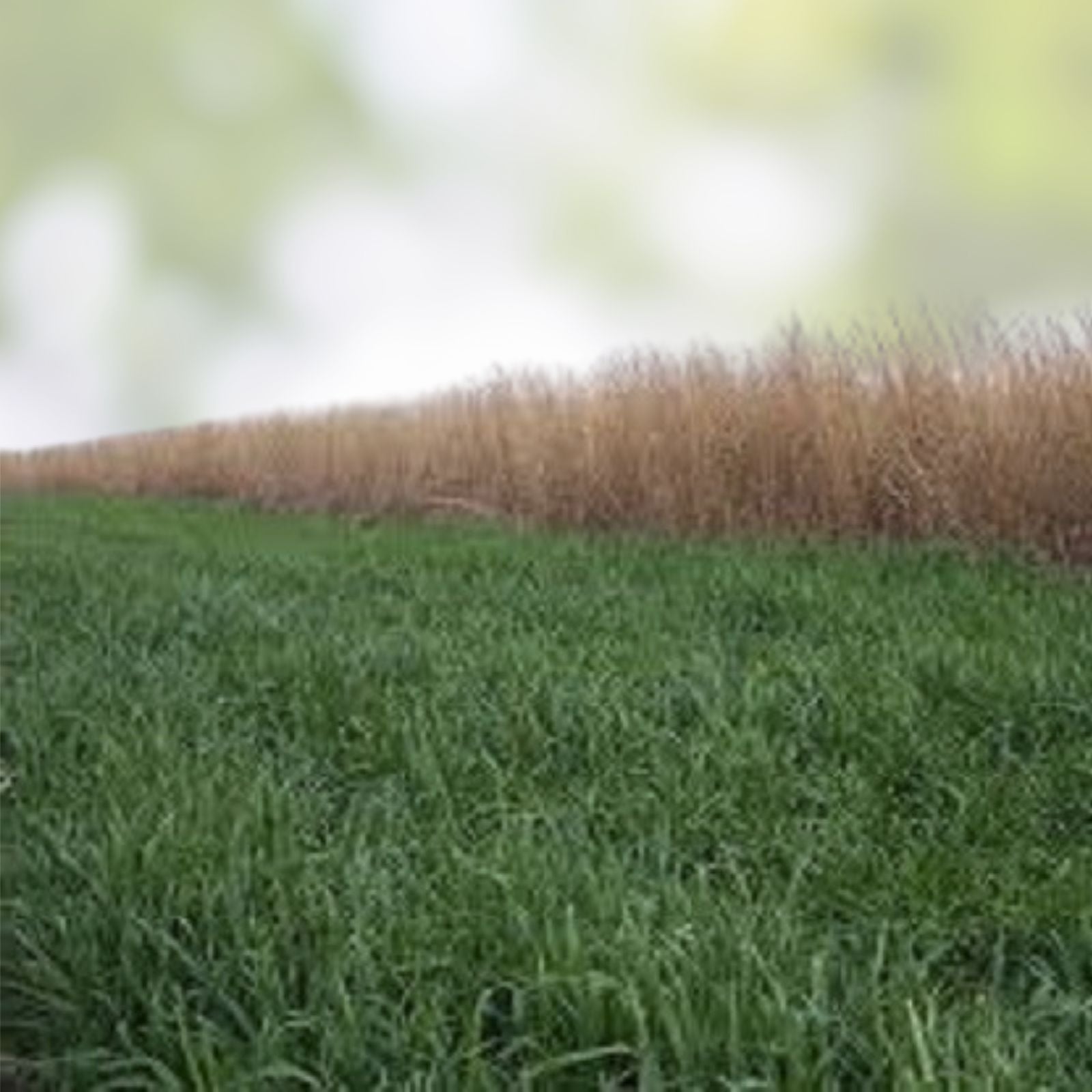 Wheat Cover Crop Seeds 2 Lb Non-GMO Winter Wheat for Food Plot Deer Turkey Triticum aestivum