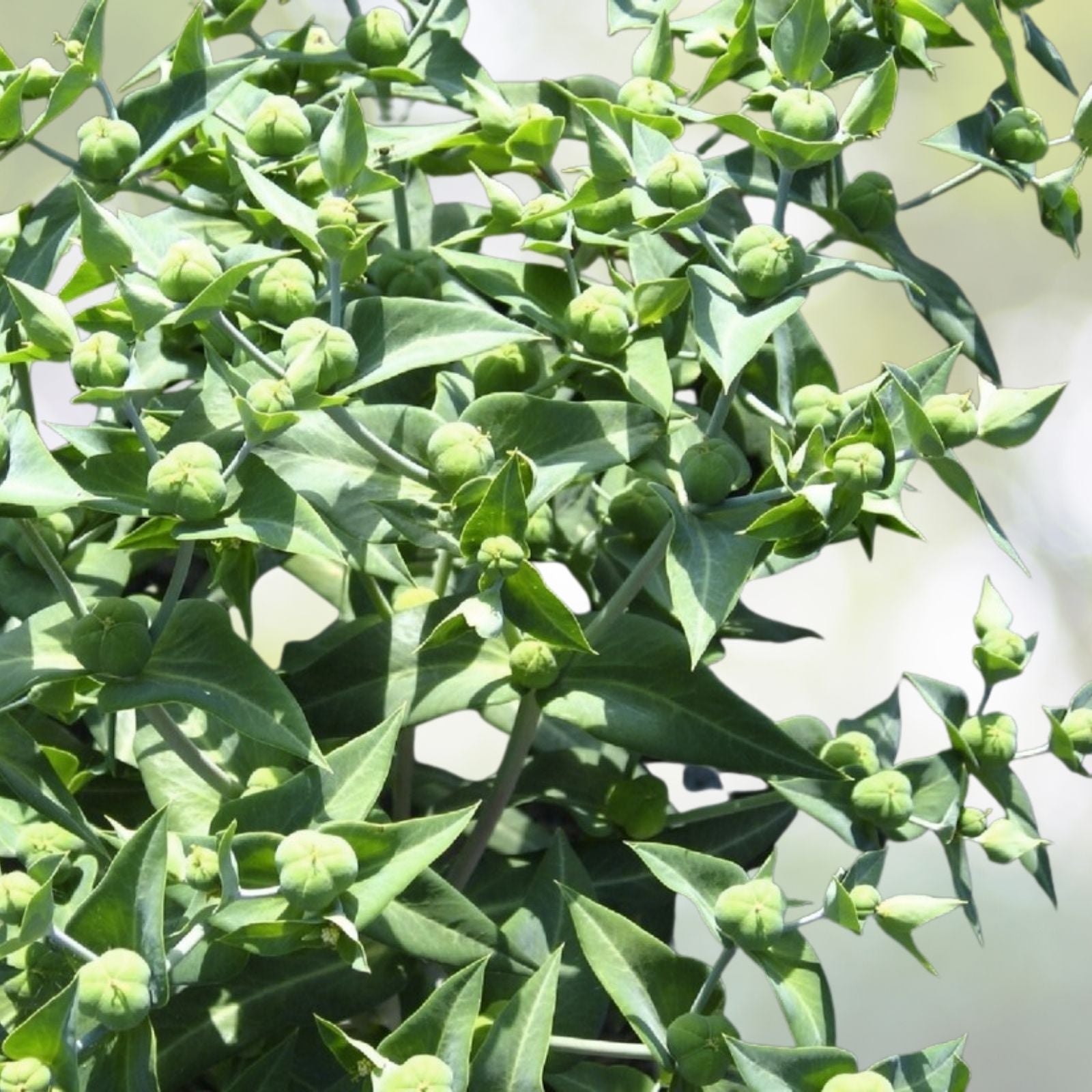 Mole Plant Seeds - 5 Heirloom Seeds - Euphorbia lathyris - Free Shipping