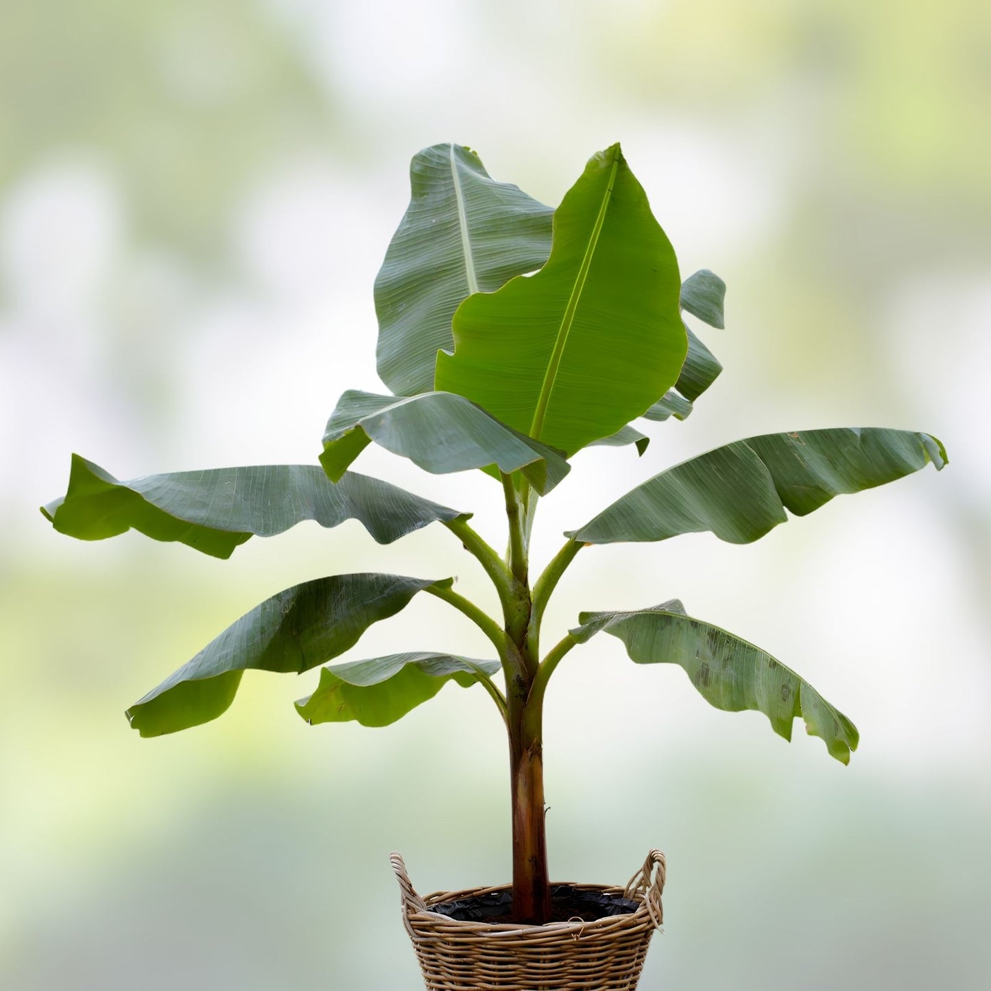 Live Blue Java Banana Tree Starter Plant – Well Rooted Musa acuminata Ice Cream Variety