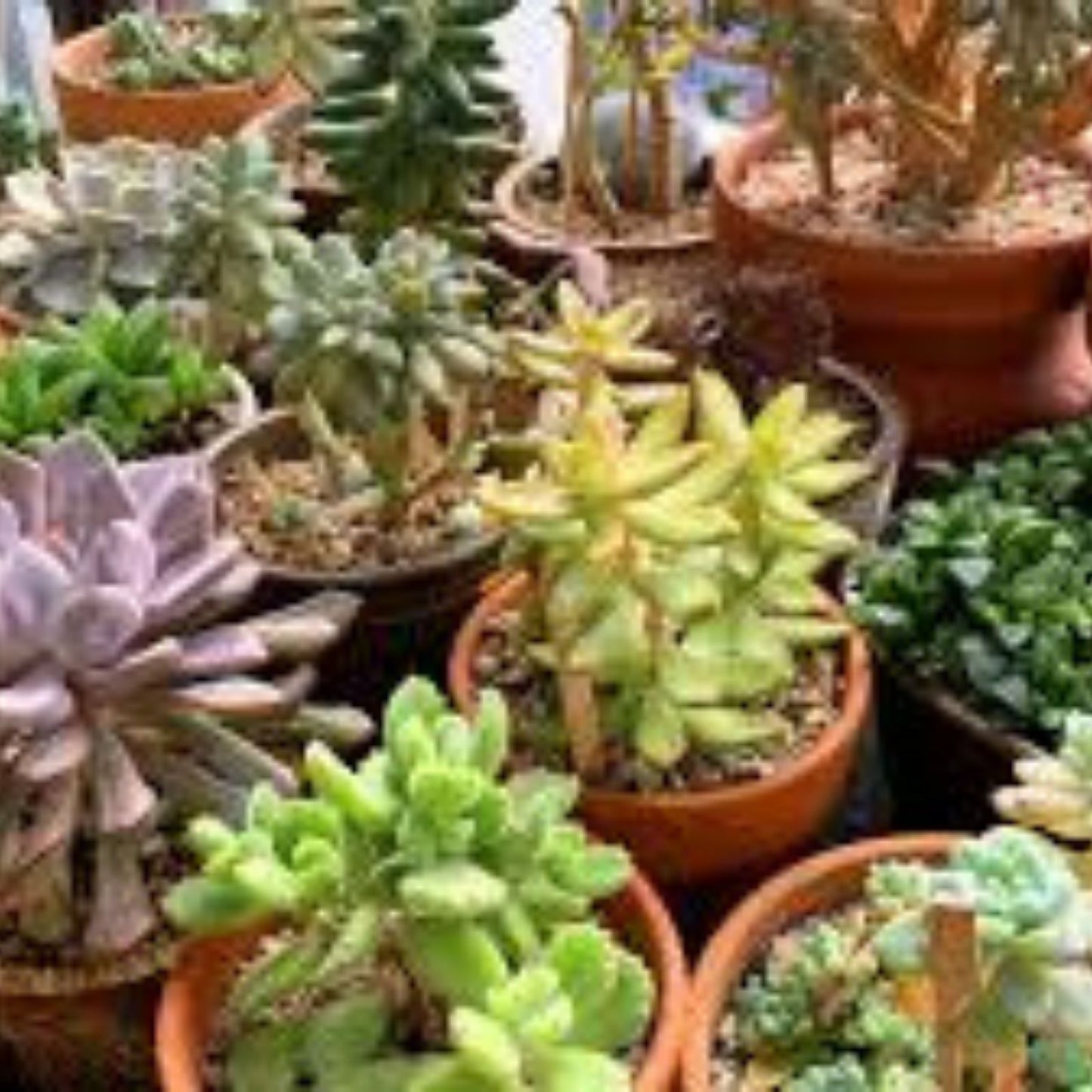 Graptosedum Ghosty Succulent Cutting – Rare 3-Inch Live Plant – Unique One-Head Variety – Easy Care Succulent for Indoor Garden