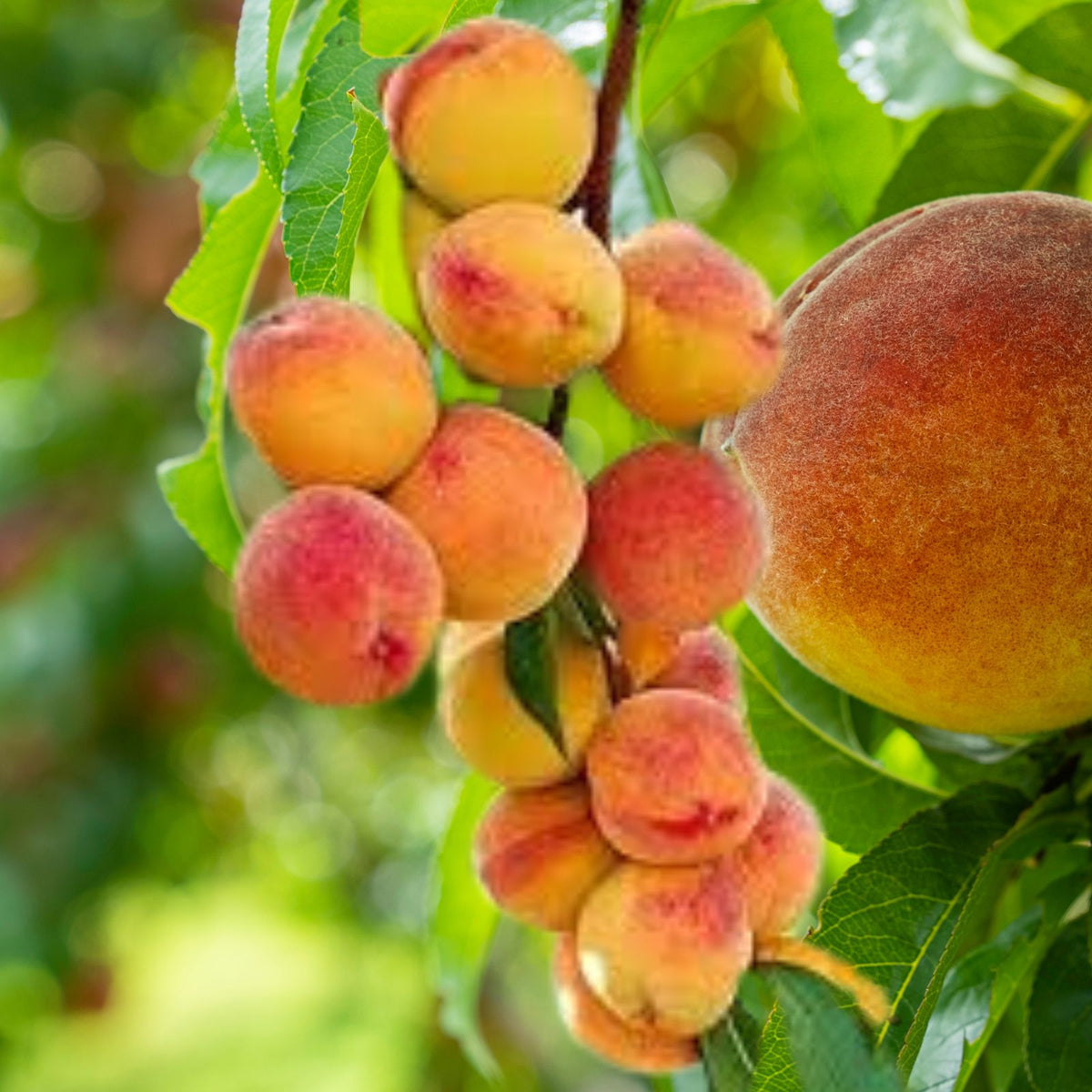 Dwarf Peach FRUIT Seeds - 6 Pack Loring NEMAGUARD Prunus persica Fast Hardy Variety