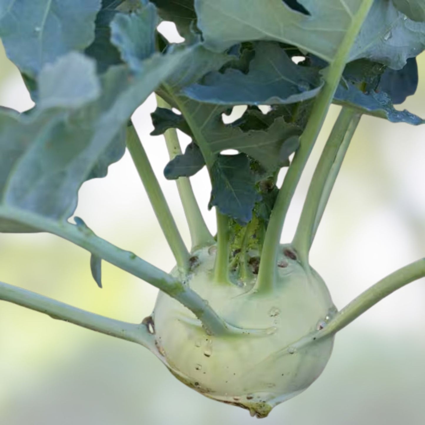 Kohlrabi Seeds Early White Vienna Heirloom Non-GMO 50+ Brassica oleracea var. gongylodes Vegetable Seeds