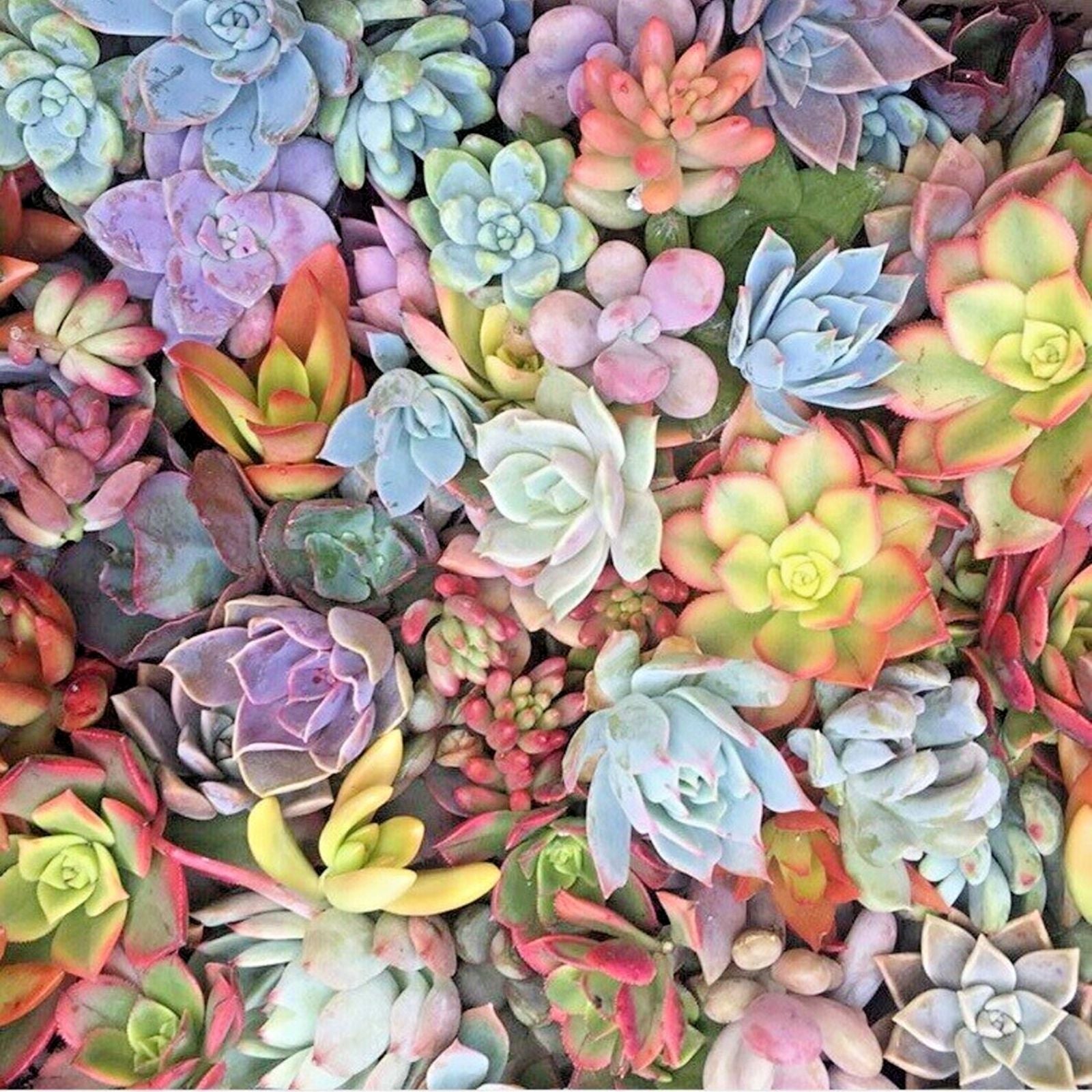 Live Unrooted Succulent Cuttings - 15 Mixed Varieties for Planting, Crafting, and Decor - Assorted Echeveria, Aloe, Sedum