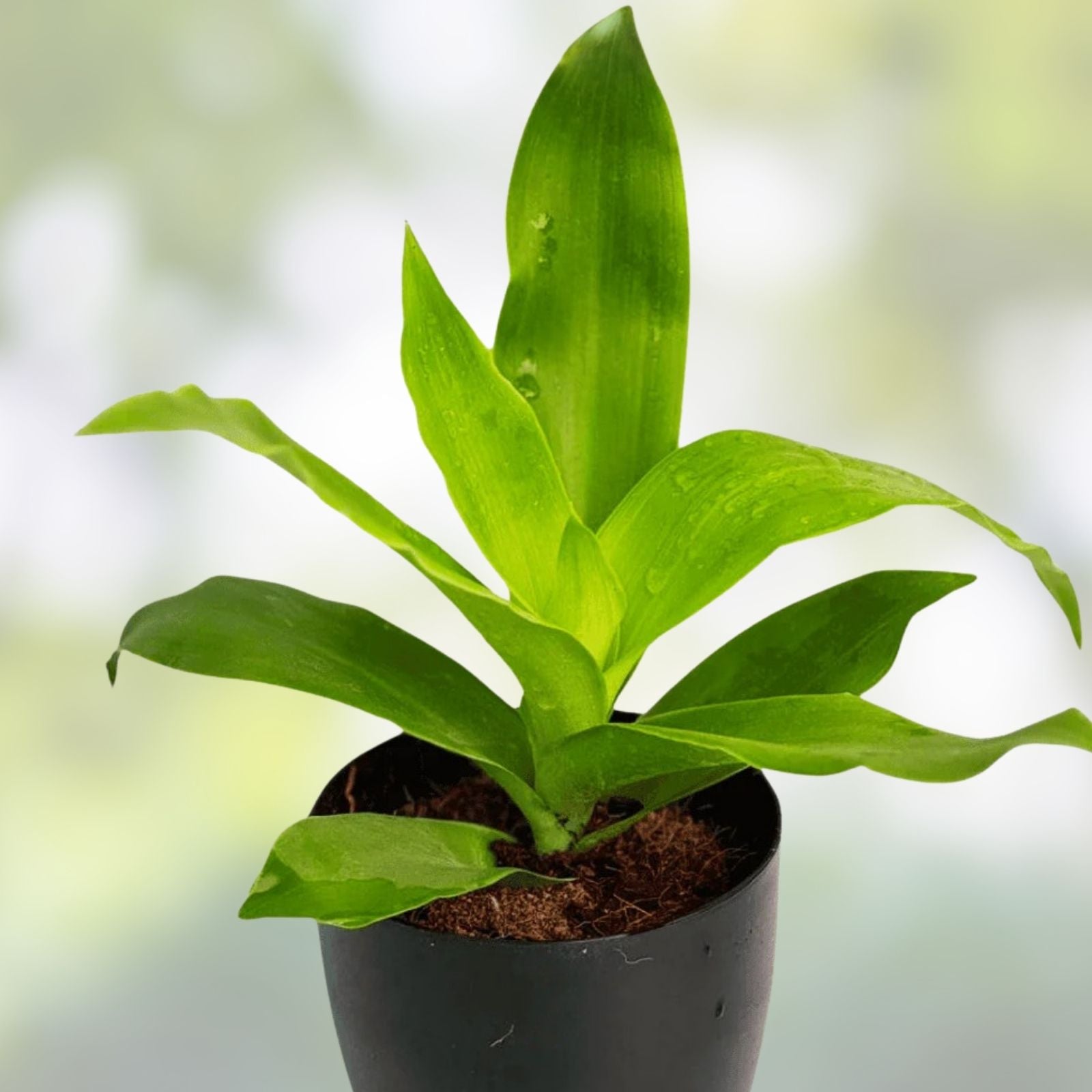 Rooted Plant Cuttings - 20 Ferns & Arrowheads - Healthy & Rooted Indoor Garden Plants - Ideal for Home Decor and Gardening