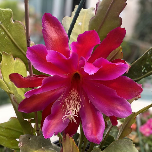 Epiphyllum Cuttings 6-8 Inches Long Georges Favorite Orchid Cactus Succulent | Epiphyllum spp.