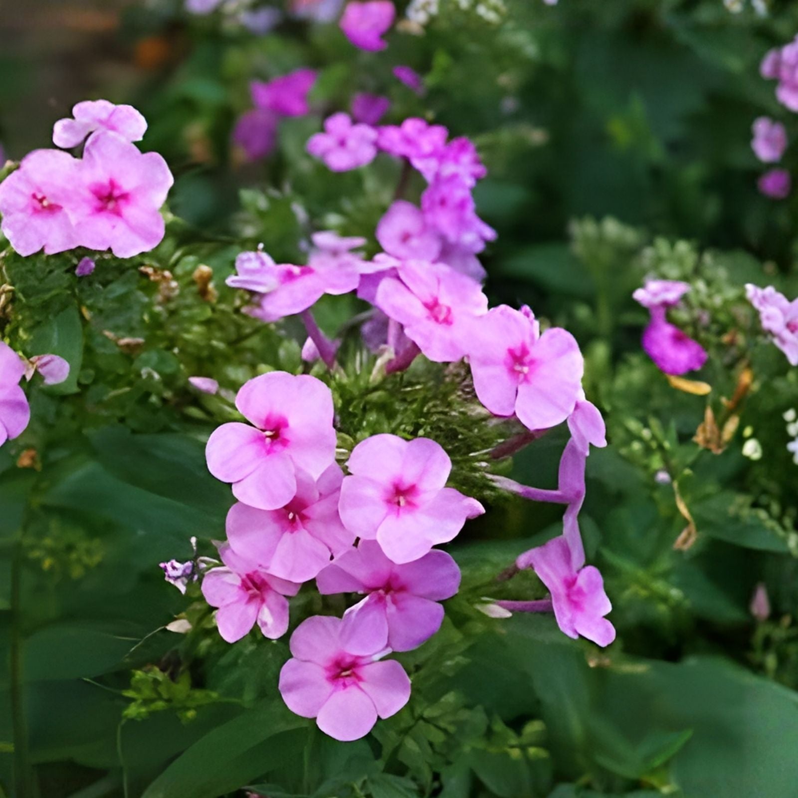 Phlox Seeds 125 Count Fuchsia Garden Bloom Annual Flower Seeds Phlox paniculata