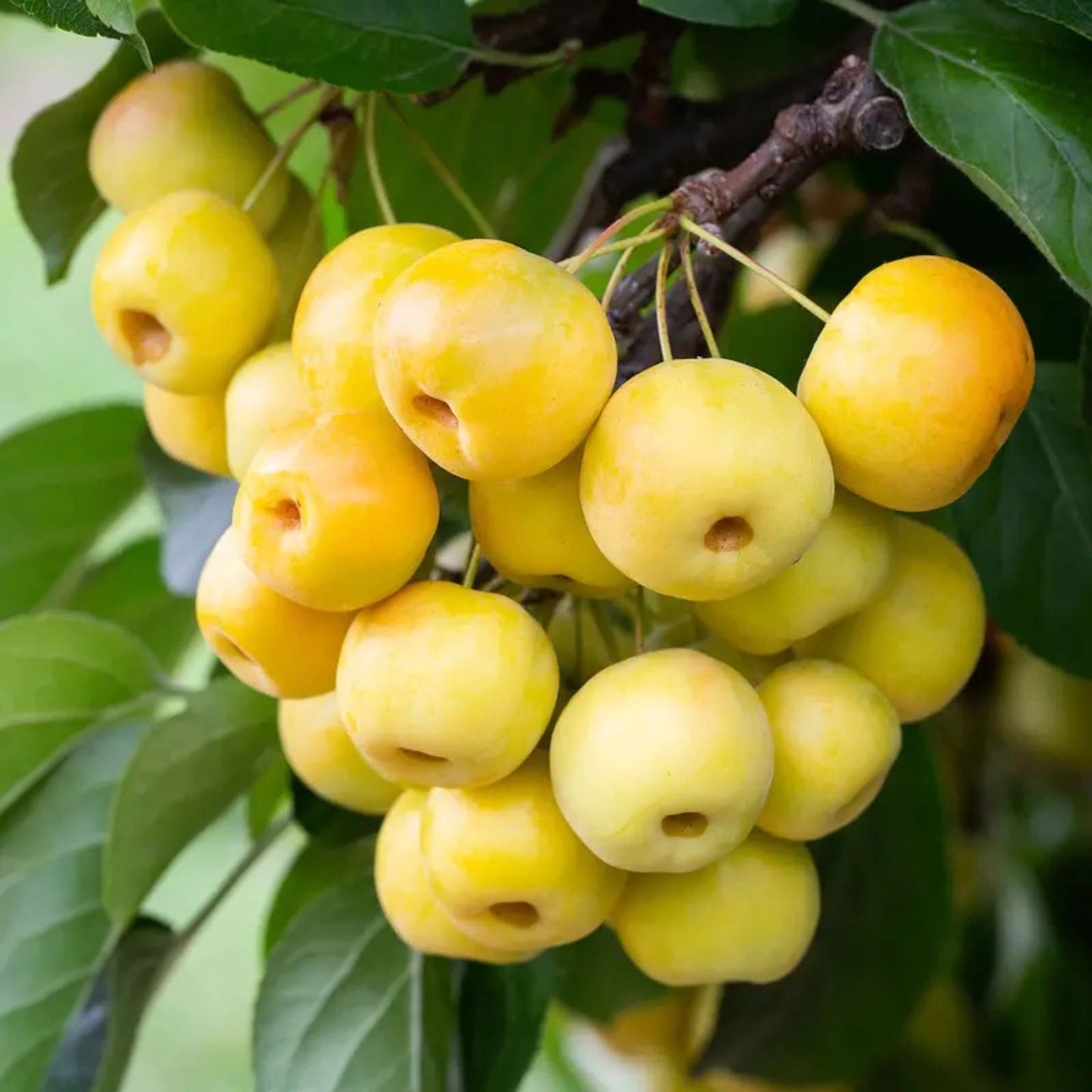 European Crab Apple Seeds 30 Count, Malus Sylvestris, French Crabapple, Fruit Tree Seeds, Hardy Ornamental Tree