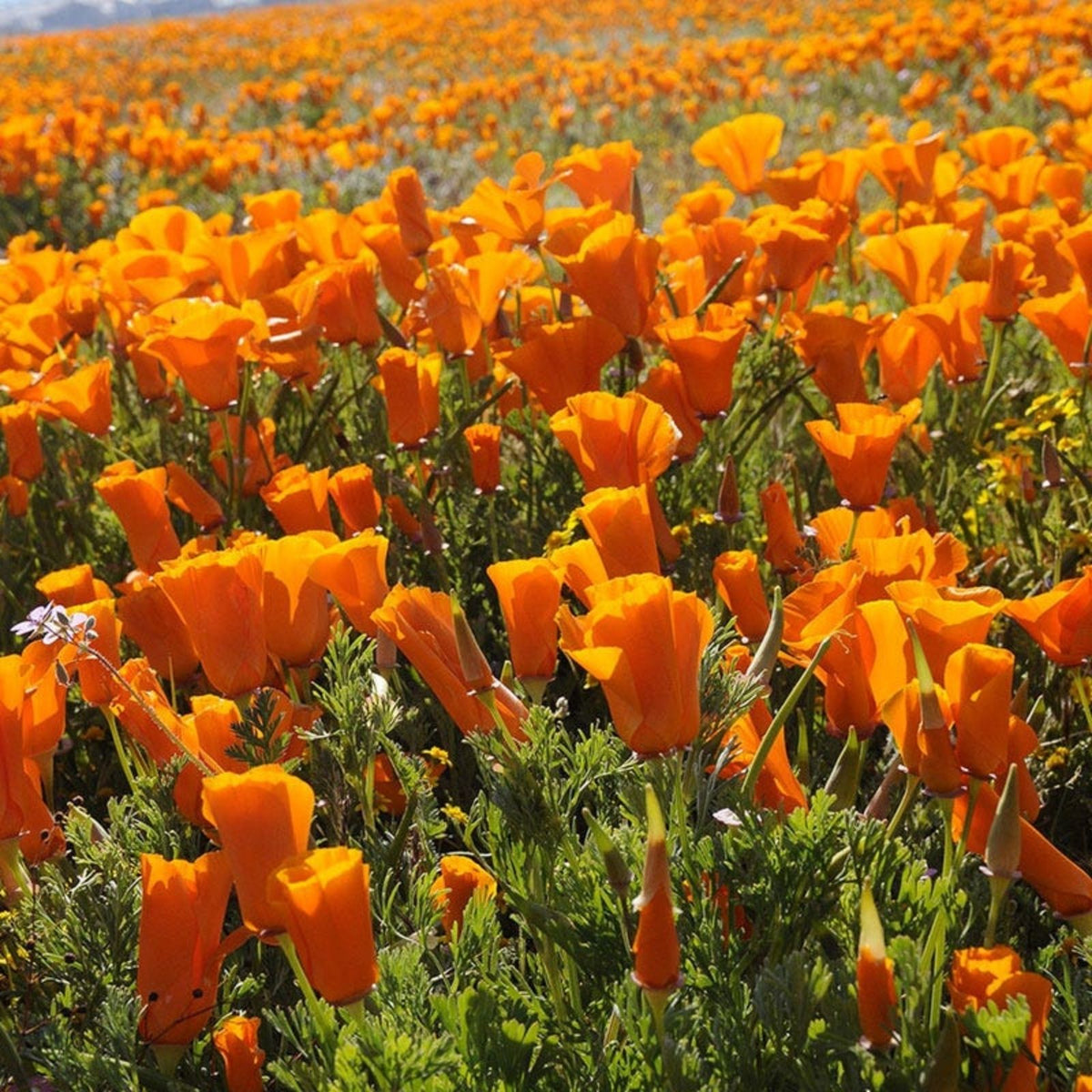 California Poppy Seeds 100+ Count Bright Orange Flowers Eschscholzia californica Wildflower Seeds