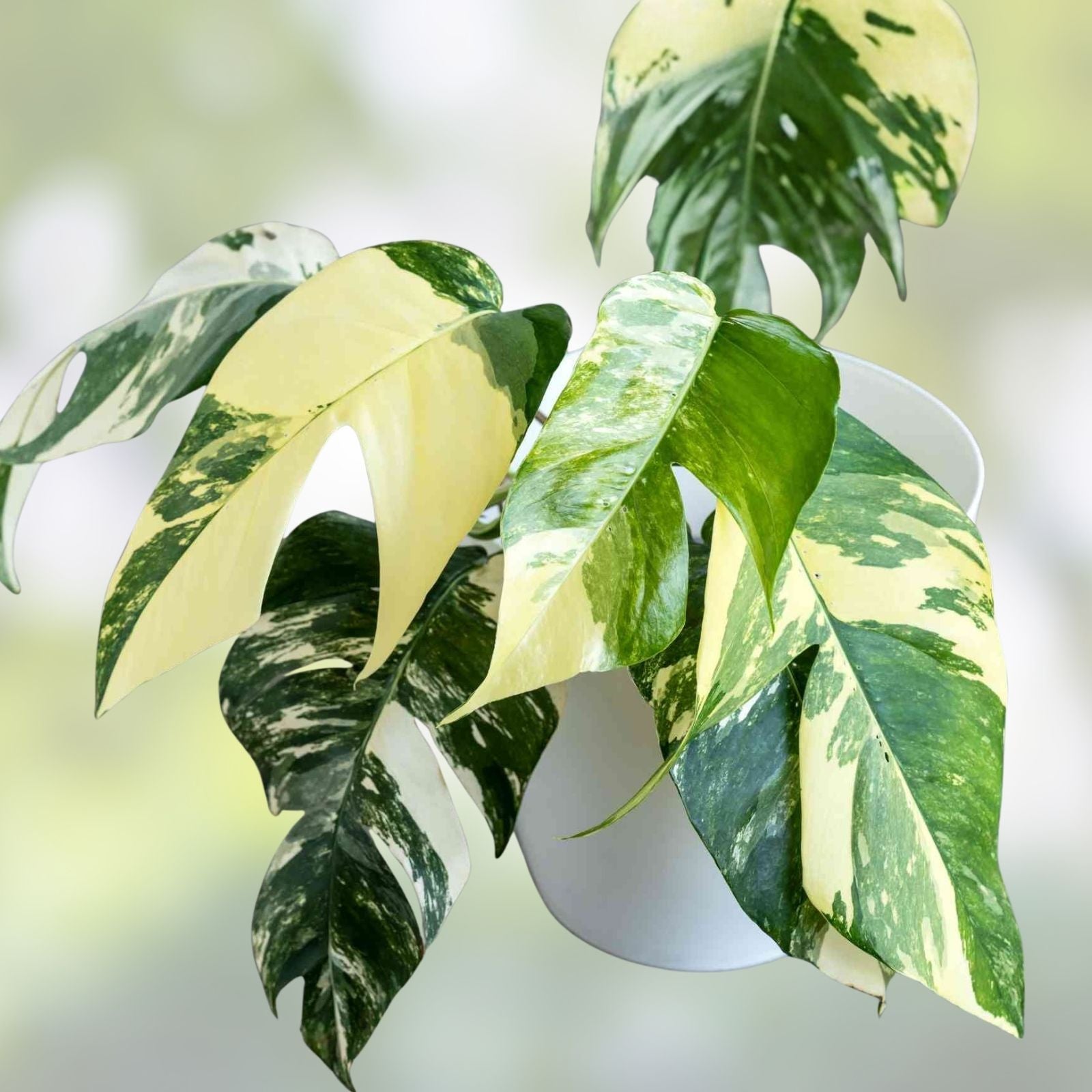 Epipremnum Pinnatum Marble Cutting - Live Tropical Houseplant - Easy Care Indoor Plant - Variegated Pothos Plant