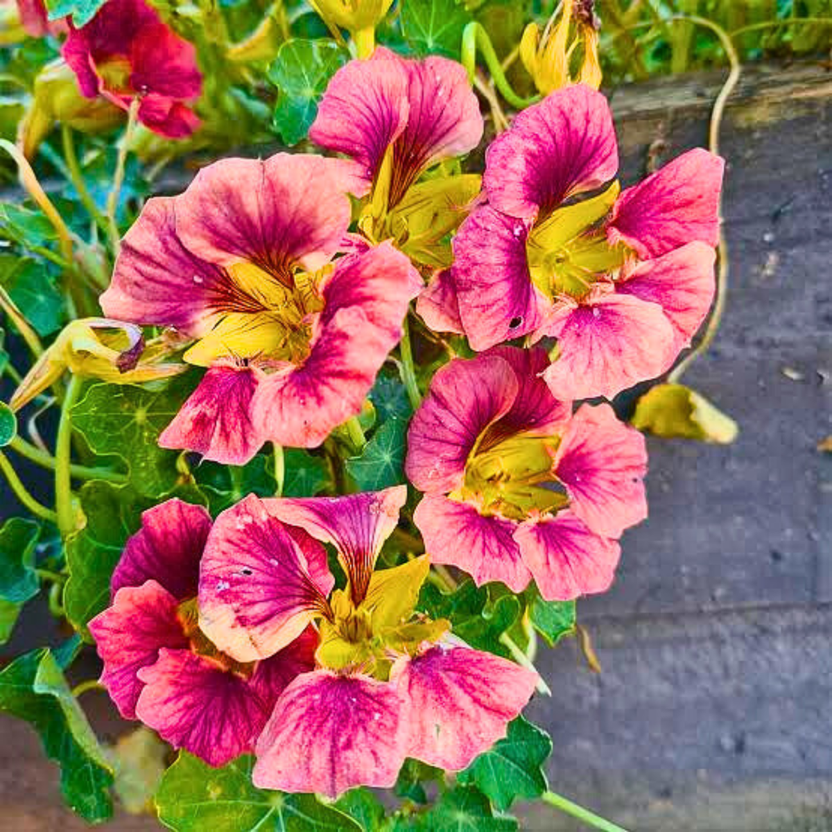 Nasturtium Seeds - 15 Seeds - Purple Emperor - Heirloom Non-GMO Edible Flowers - Tropaeolum majus