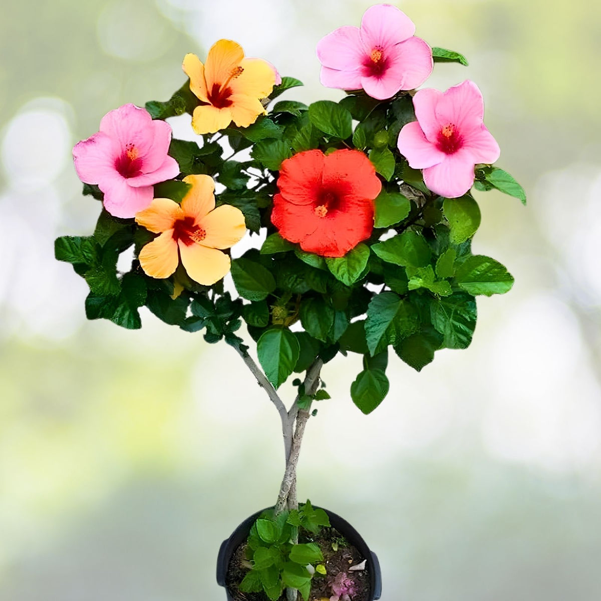 Hibiscus Plant 3 Gallon Double Red Tropical Hibiscus (Hibiscus rosa-sinensis) - Vibrant Flowers for Gardens or Containers