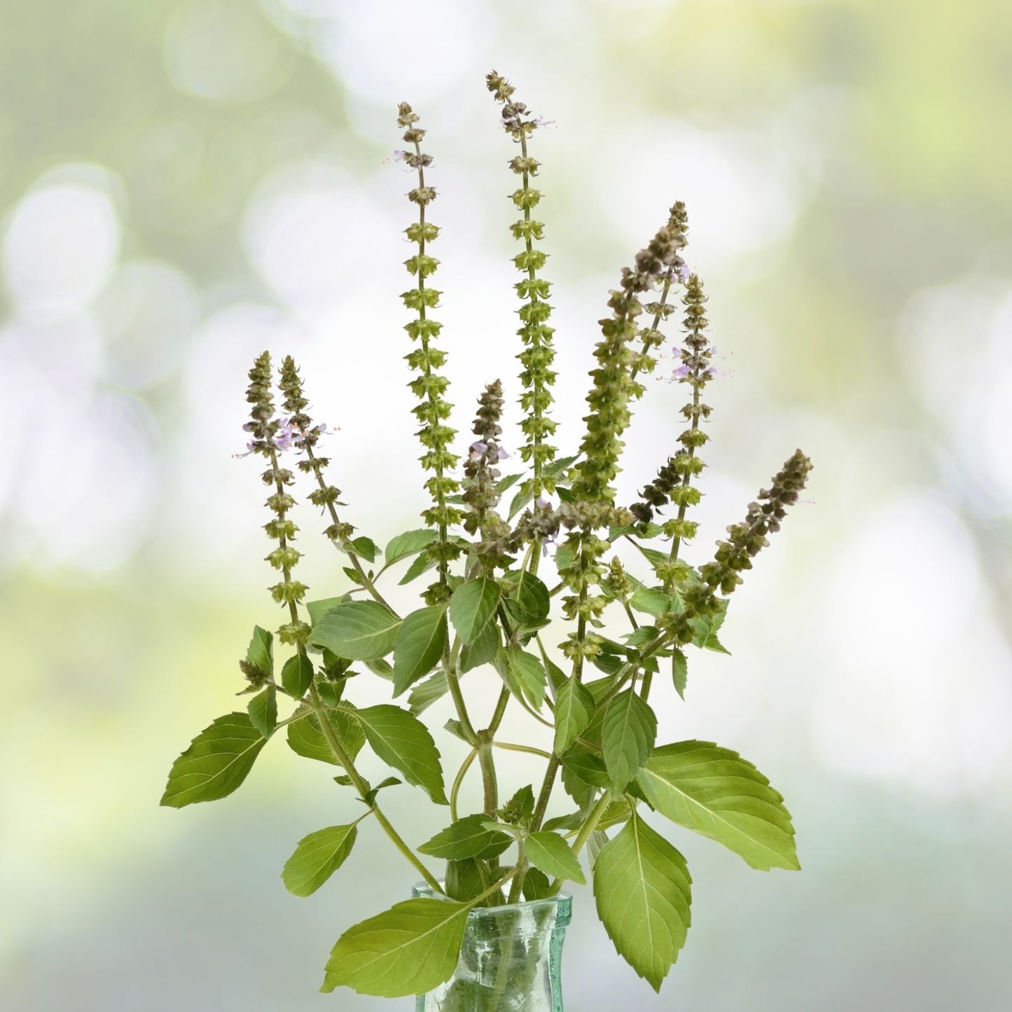 Organic Holy Basil Seeds - Tulsi - Medicinal Herb & Spice - 500+ Seeds (Ocimum sanctum)