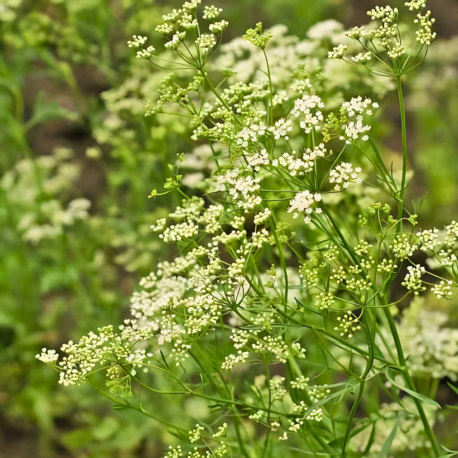 Anise Seeds 100+ Heirloom Herb Spice Pimpinella anisum Aromatic Culinary Seeds