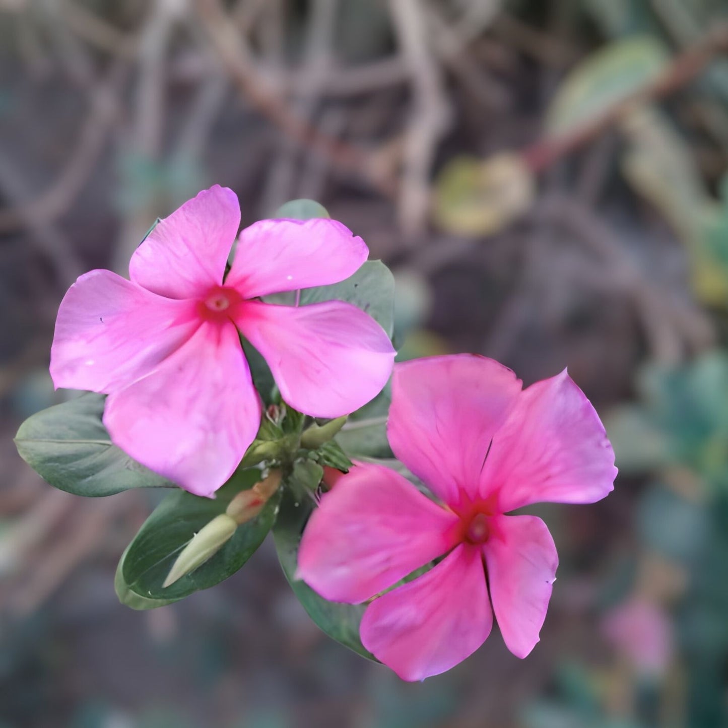 Vinca Seeds 500 Count Sunsplash Orchid Gl Catharanthus roseus Flower Seeds Non-California Shipping