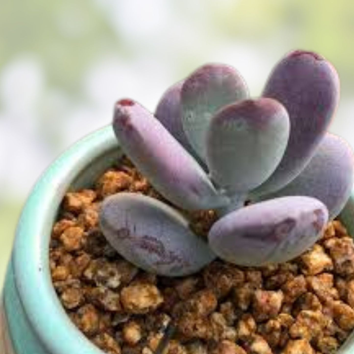 Cotyledon Orbiculata 'Ping Pong' Succulent Plant 2 Inch | Decorative Houseplant for Home Garden Decor