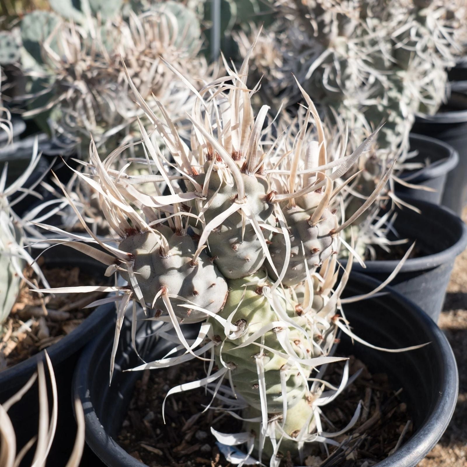 Live Paper Spine Cactus Plant - Succulent in 4-inch Pot - Tephrocactus articulatus papyracanthus - Unique Desert Plant for Home Decor