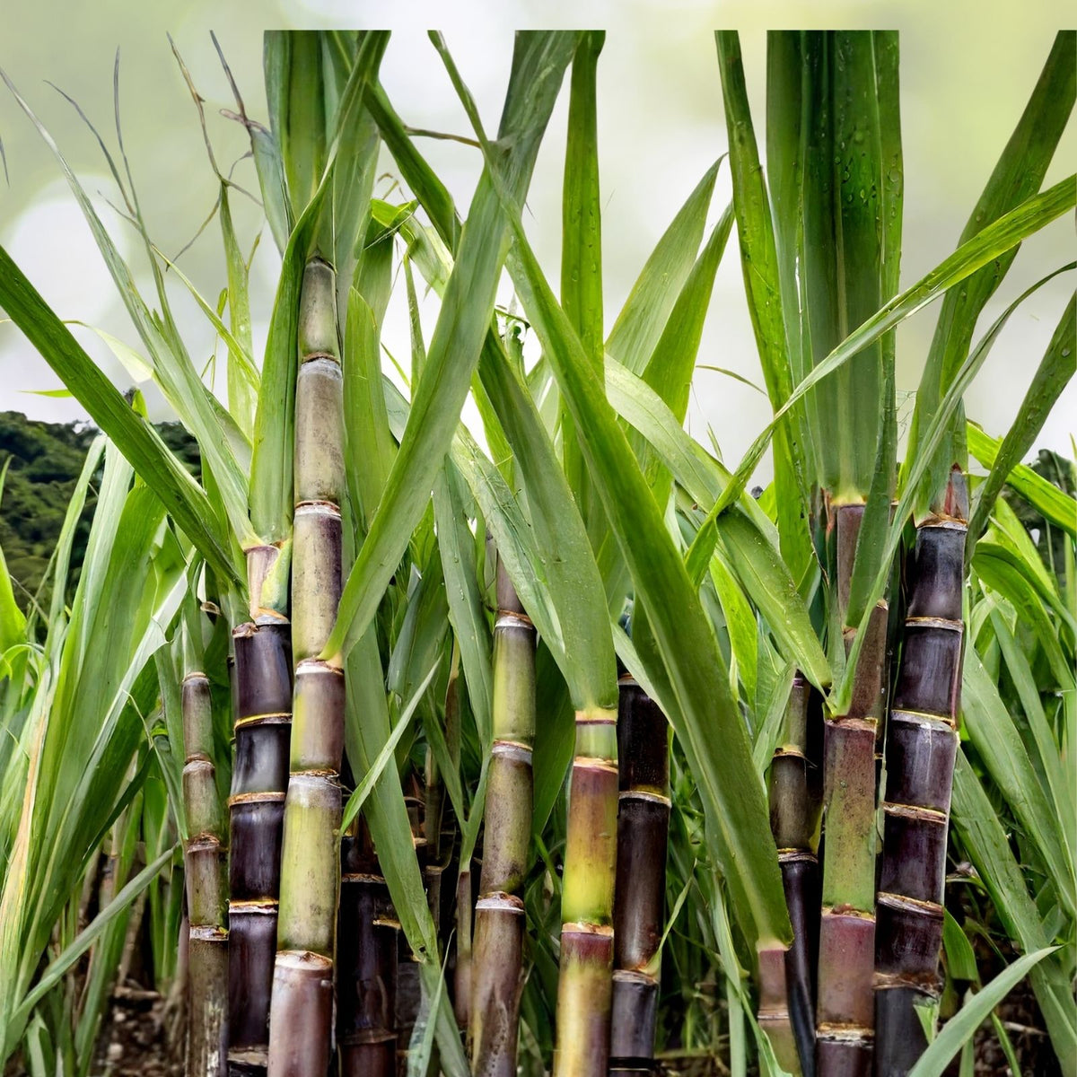 Fresh Organic Kava Rangi Sugar Cane Cuttings - Sweet Variety for Planting and Gardening - Saccharum spp.