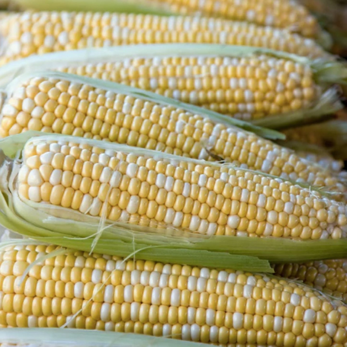 Ambrosia Sweet Corn Seeds 250 Count Non-GMO Heirloom Variety Zea mays Organic Gardening Planting Seeds