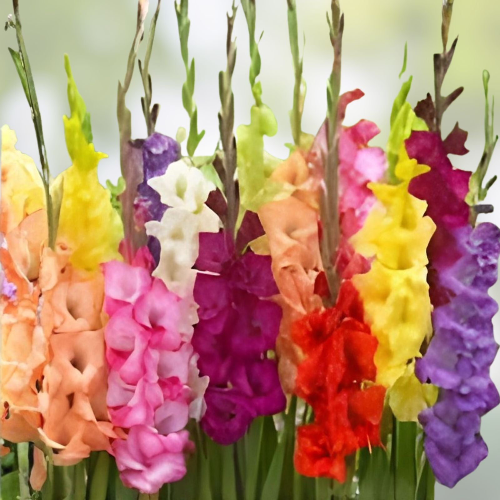 Gladiolus Bulbs 4 Pack Mixed Colors Sword Lily Easy to Grow Perennial Gladiolus hortulanus