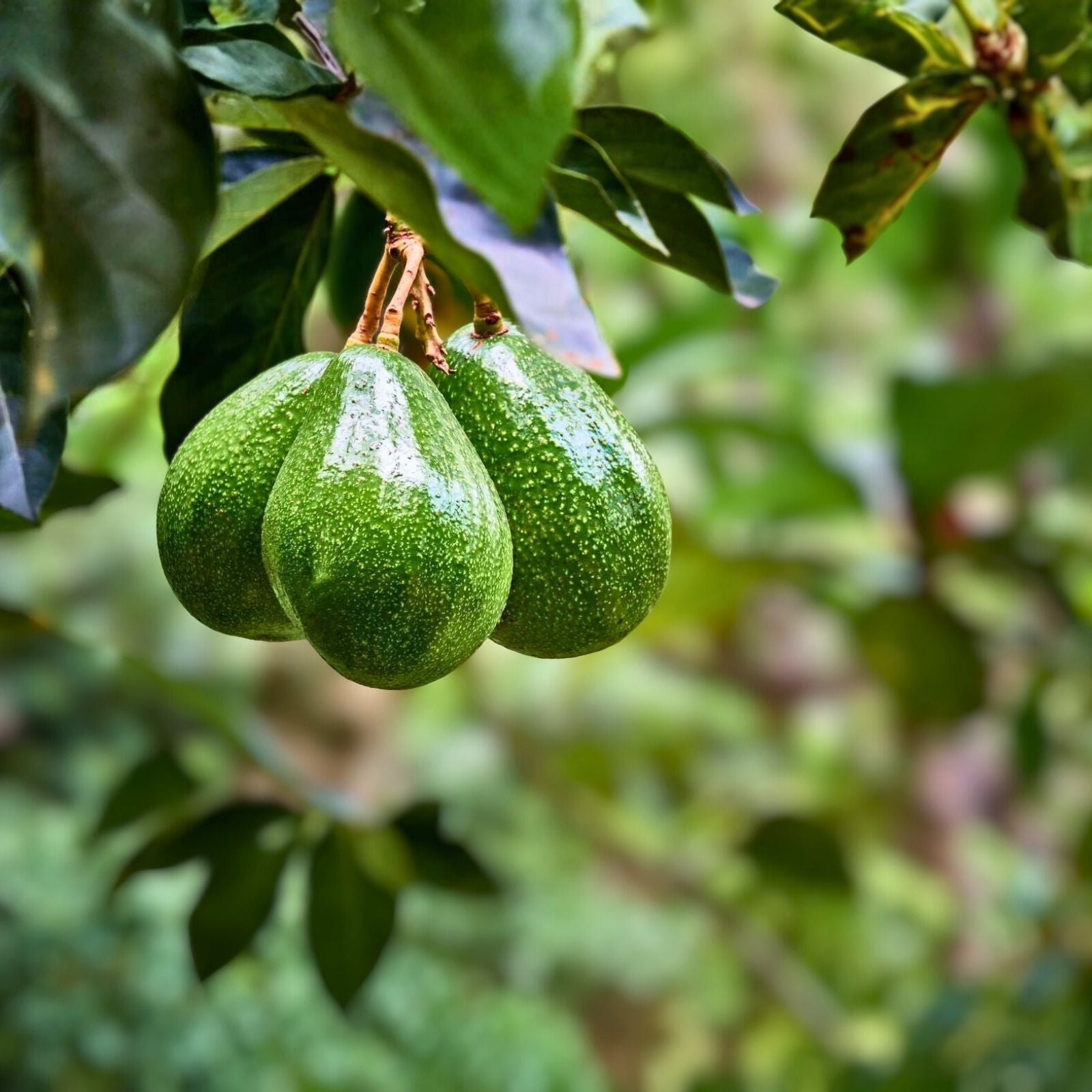 Avocado Seeds 6-Pack - Easy Grow Fantastic Variety, Persea americana
