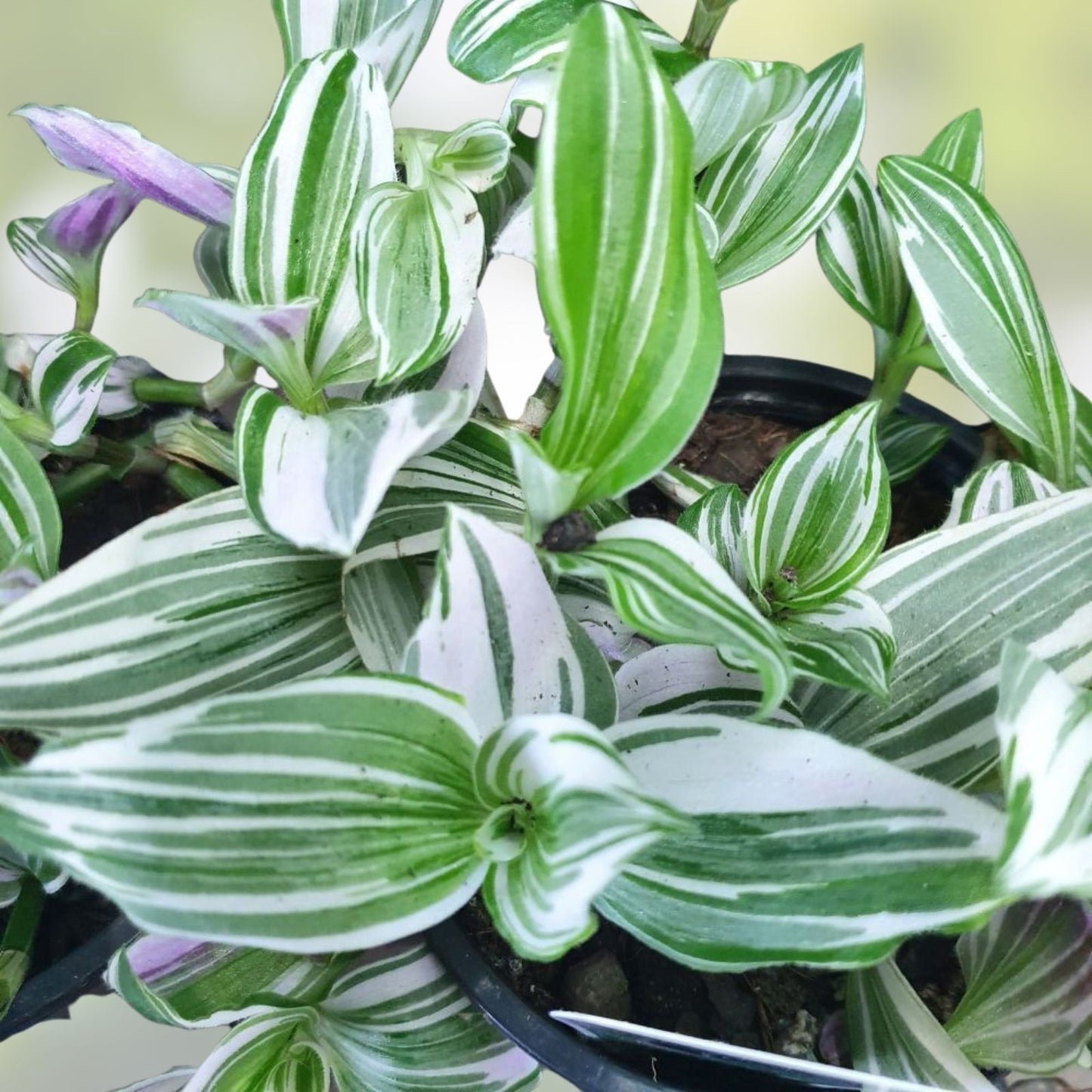 Tradescantia Fluminensis Cuttings - Green and White Wandering Jew Plant - 5 Cuttings or 4" Pot