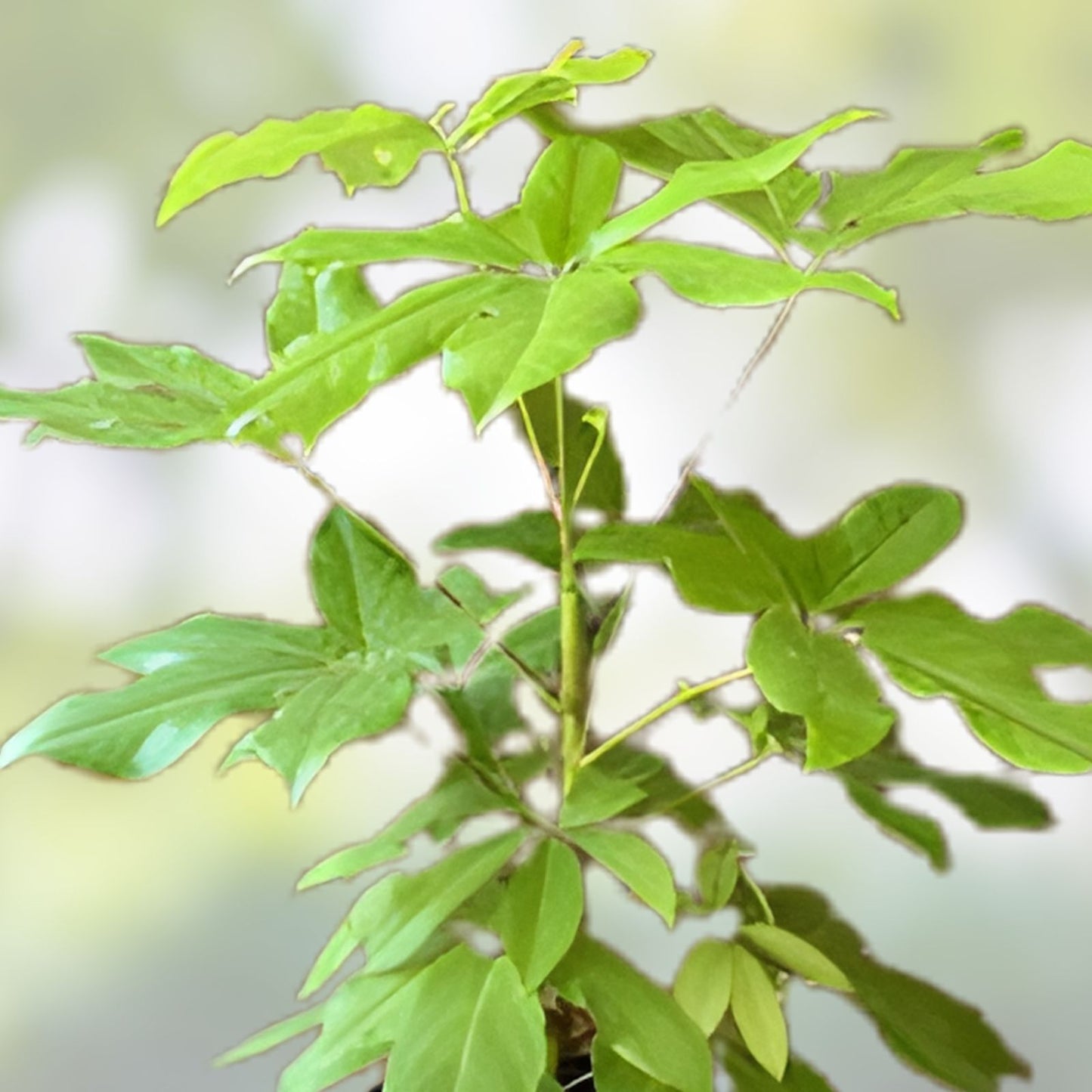 Schefflera Plant in 3-4 Inch Pot, Amate Soleil Variety, Indoor Houseplant, Schefflera actinophylla
