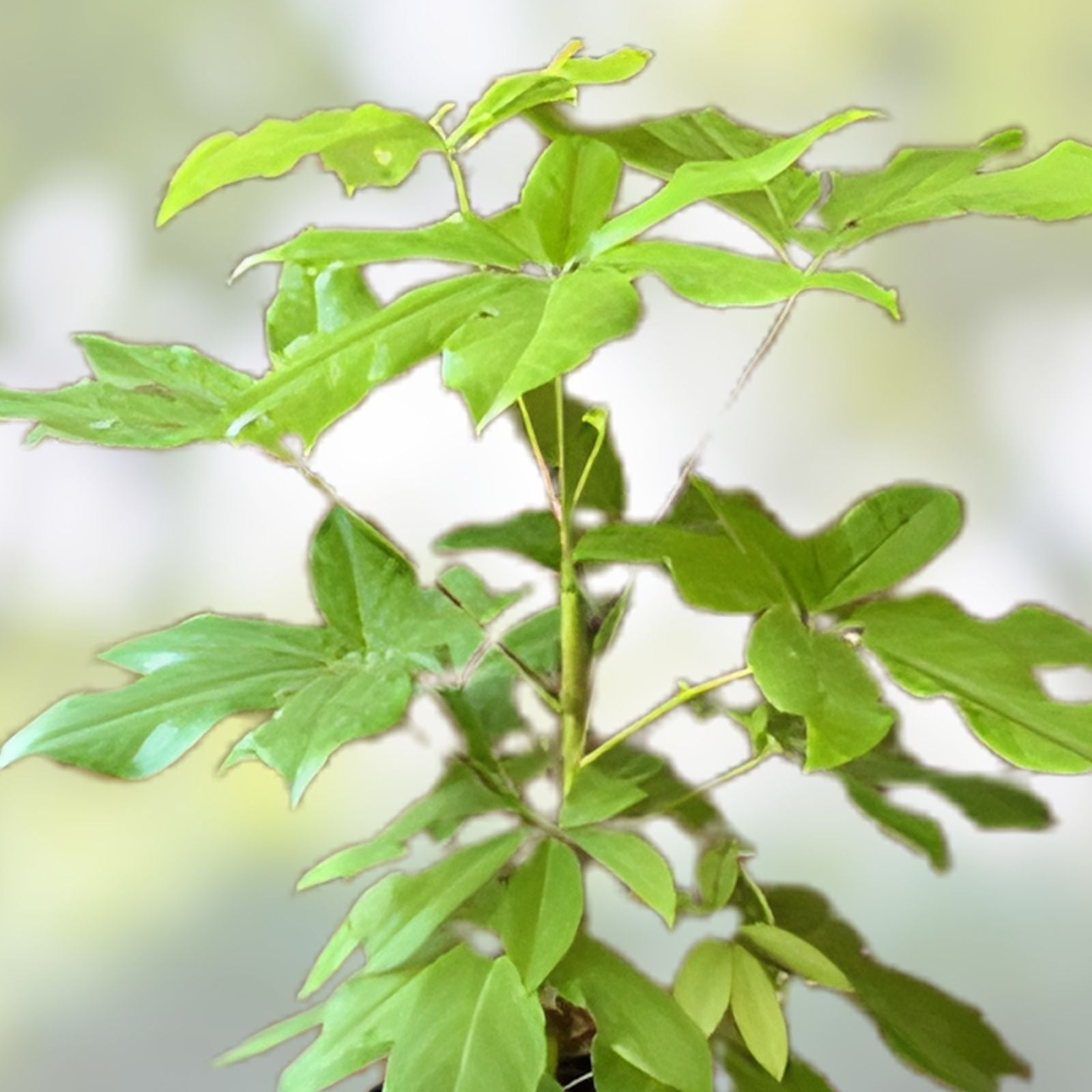 Schefflera Plant in 3-4 Inch Pot, Amate Soleil Variety, Indoor Houseplant, Schefflera actinophylla