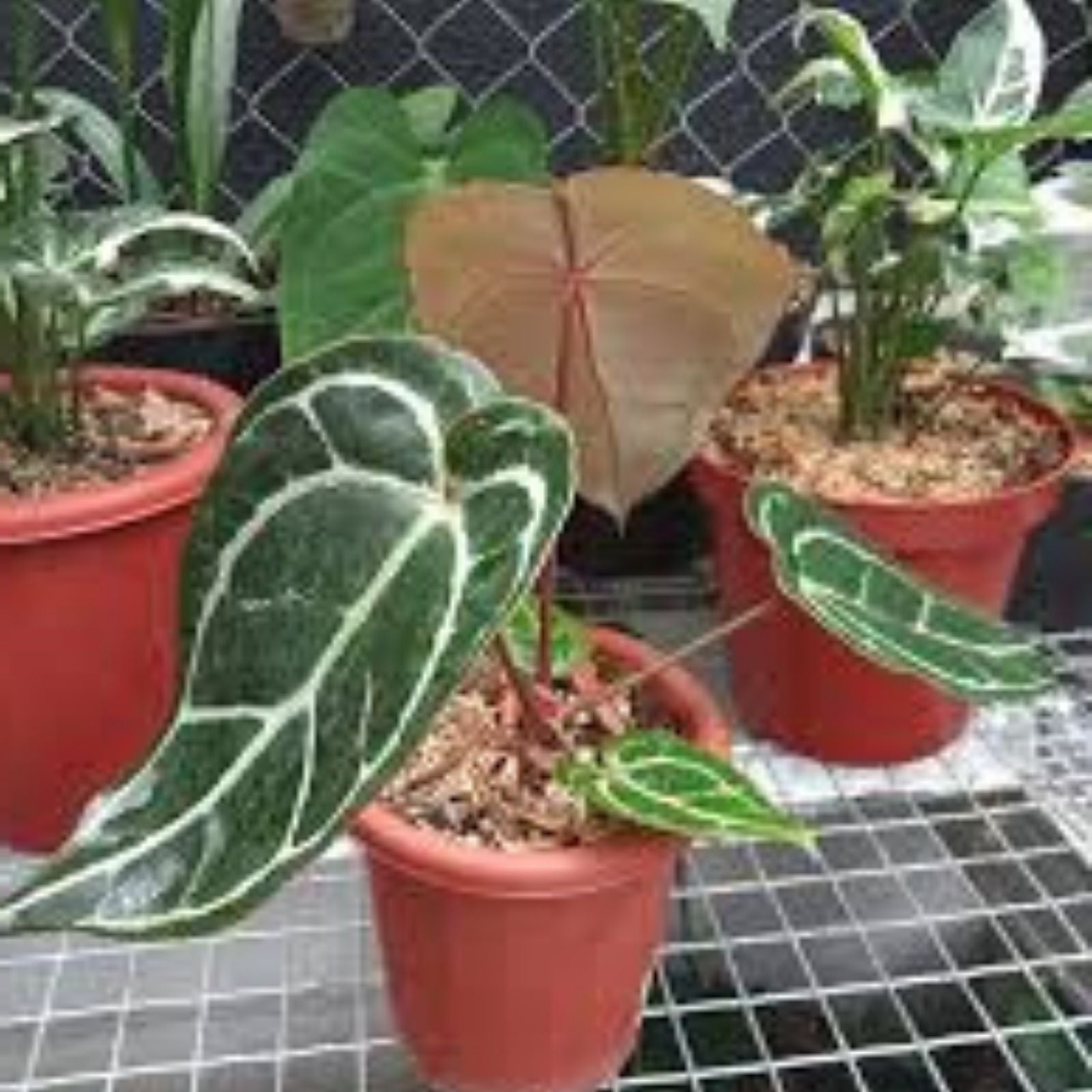 Anthurium Plant - Red Crystallinum x Crystallinum - Tropical Indoor Houseplant - Grower's Choice - Free Shipping