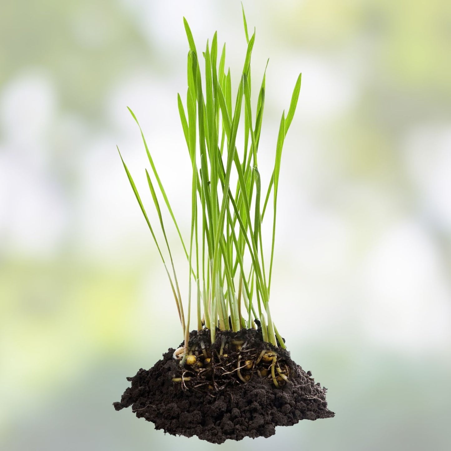 Cat Grass Seeds 1 Pound Avena sativa Nutritious Tasty Treat for Cats and Pets