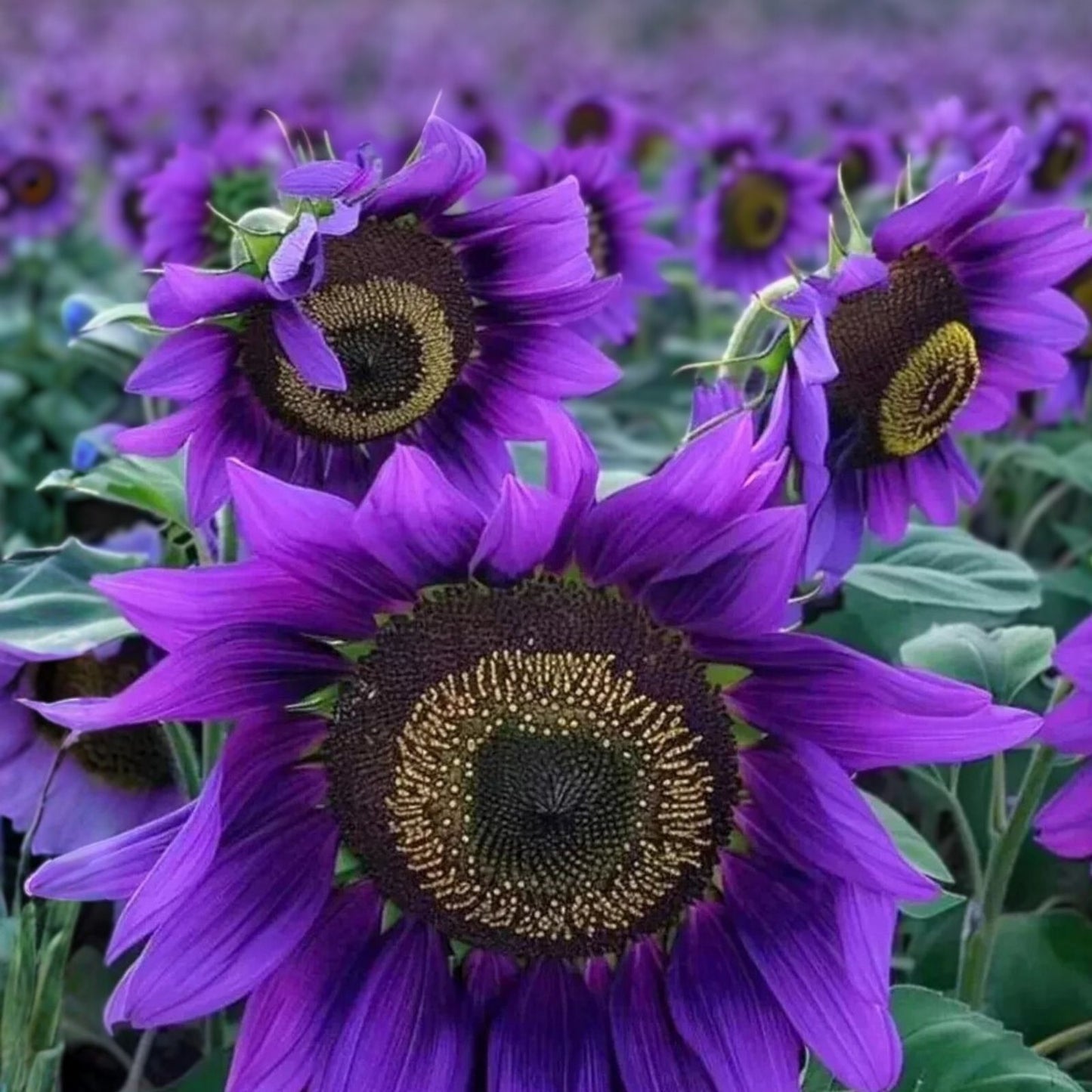 50pcs Purple Sunflower Seeds - Violet Majesty Rare Heirloom Variety - Helianthus annuus - Ornamental Garden Flower Seeds