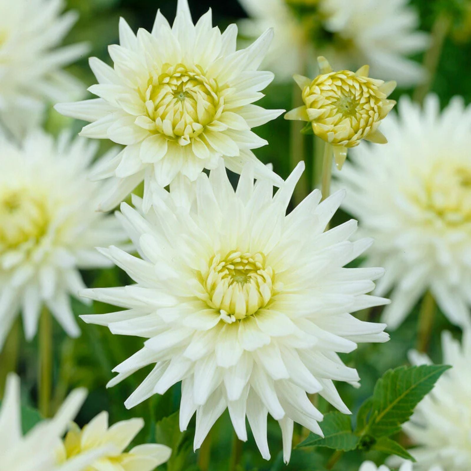 Dahlia Tubers for Planting – 3 Large "My Love" Tubers – Garden Flowers – Dahlia pinnata
