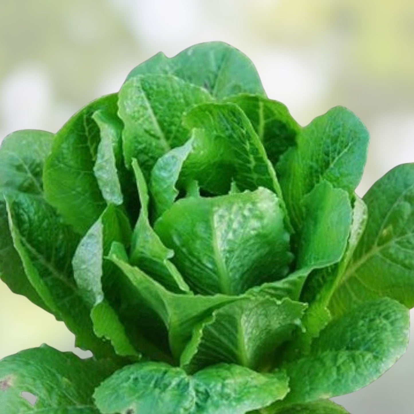 Romaine Lettuce Seeds 50+ - Paris Island Heirloom Non-GMO - Home Garden Lactuca sativa, Leafy Greens, Vegetable Seeds
