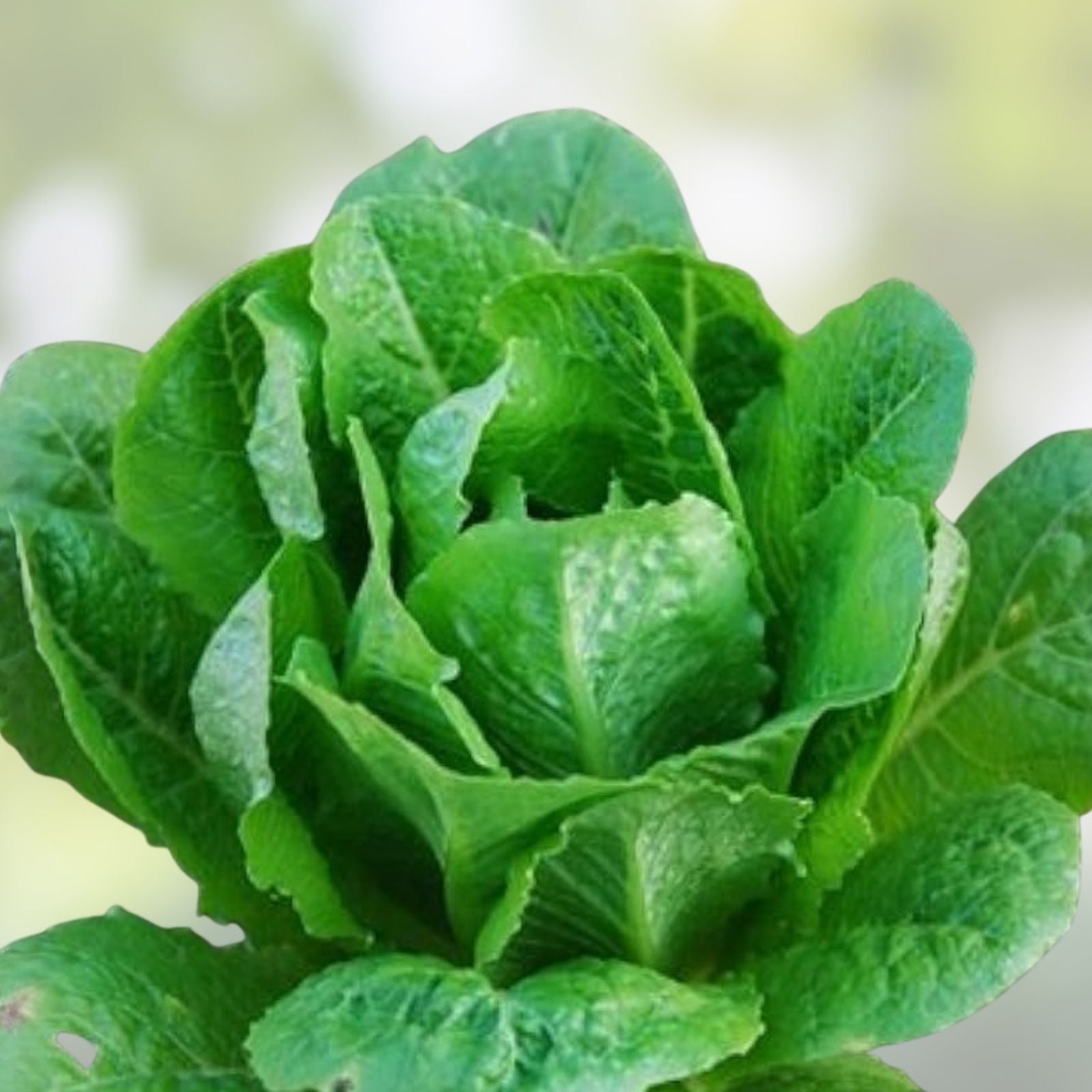 Romaine Lettuce Seeds 50+ - Paris Island Heirloom Non-GMO - Home Garden Lactuca sativa, Leafy Greens, Vegetable Seeds