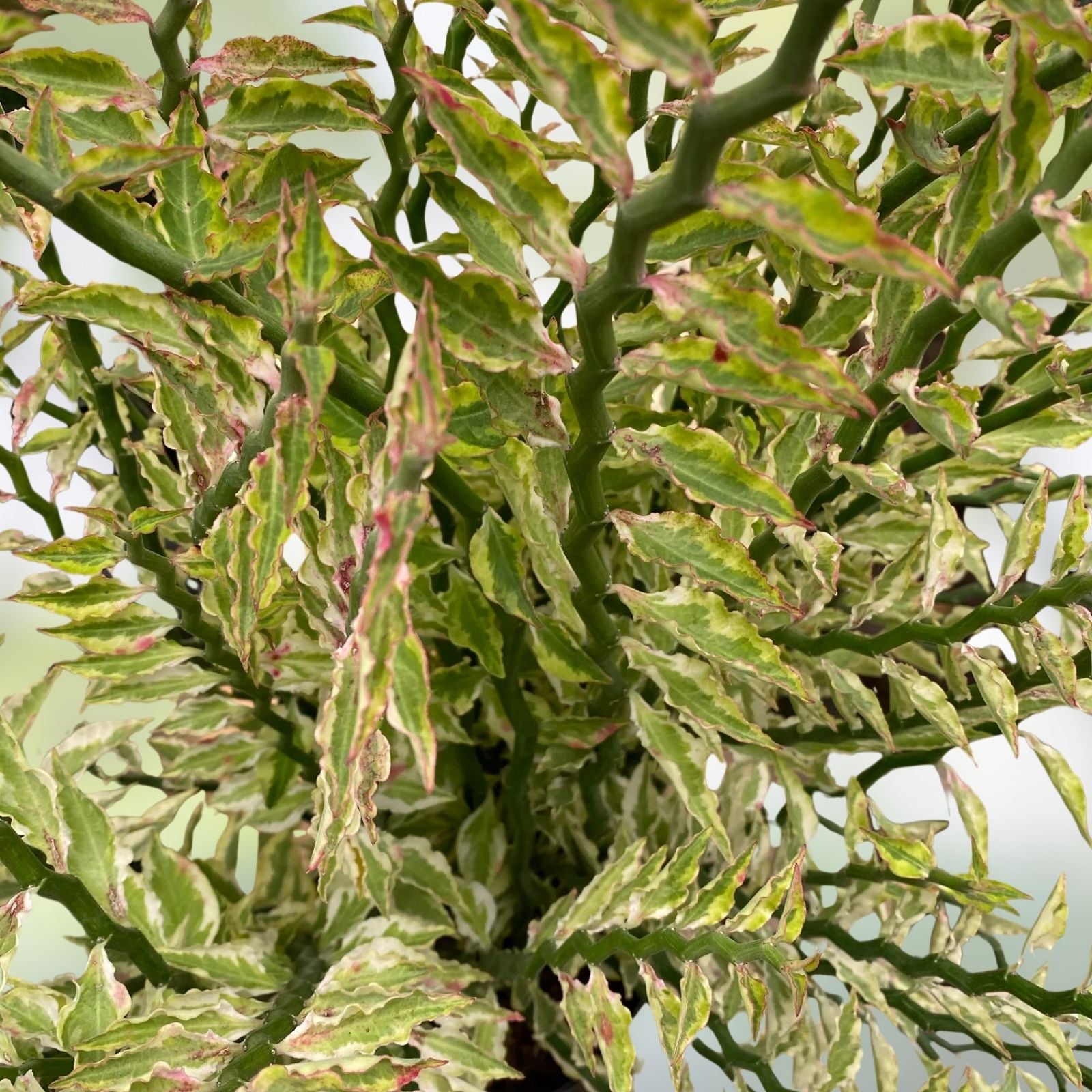 Devil's Backbone Cuttings & Rooted Plant – Euphorbia Tithymaloides – 8 Cuttings + 1 Rooted for Easy Propagation