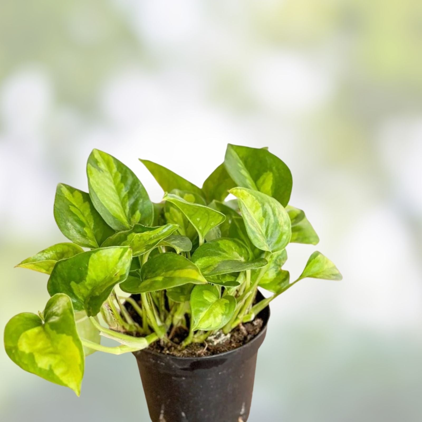 Global Green Pothos Starter Plant – Rare Variegated Epipremnum aureum Indoor Houseplant, Easy Care Trailing Vine