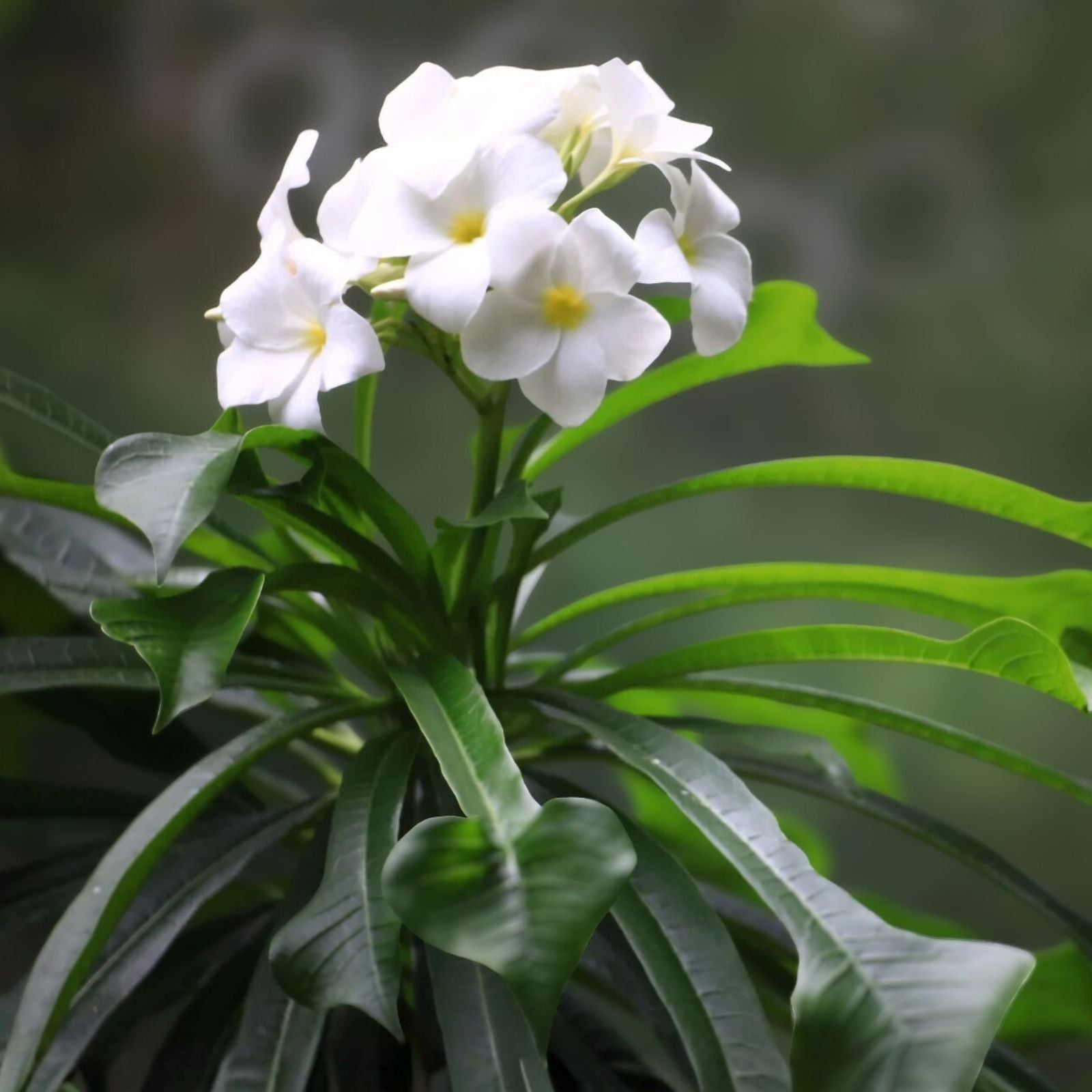 Bridal Bouquet Plumeria Plant Cuttings – 4 Fresh Frangipani Cuttings, 8-12 inches, Fast-Growing Fragrant Flowers, Plumeria alba